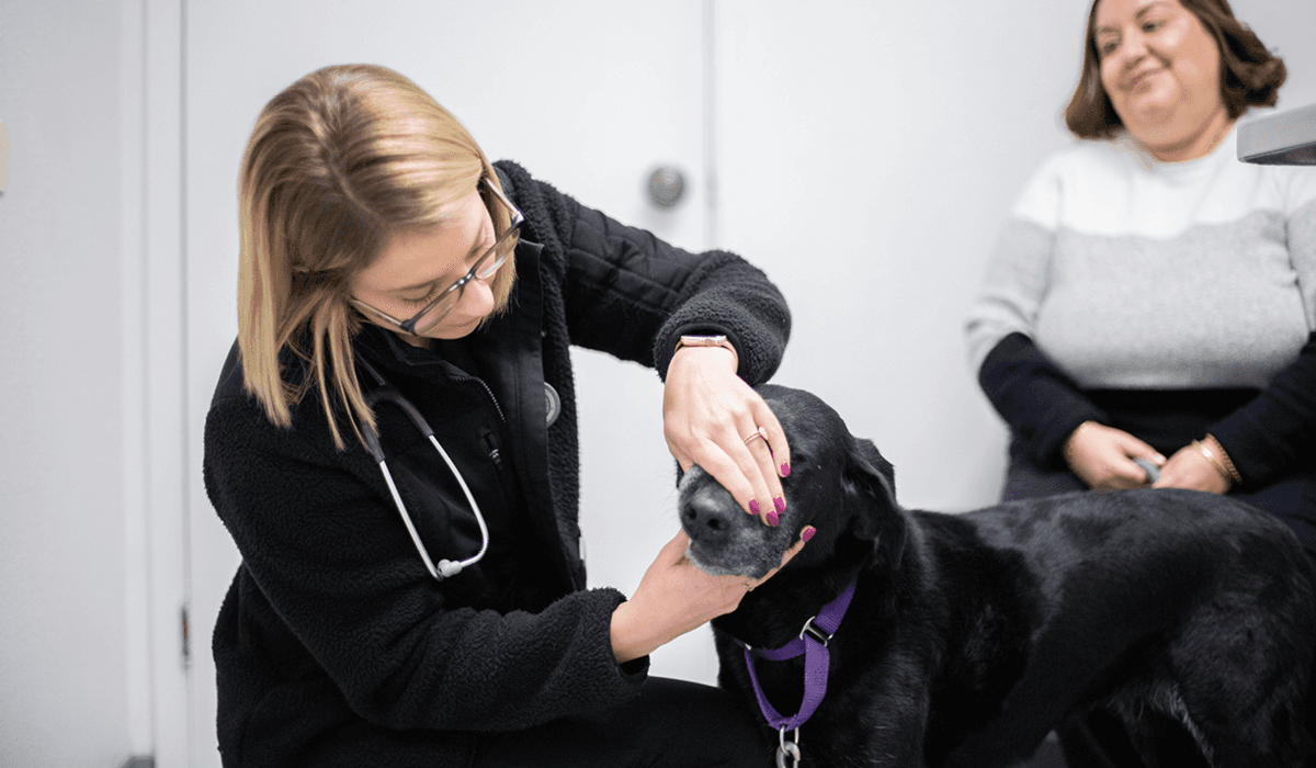 The hidden cost of poor communication in veterinary practices