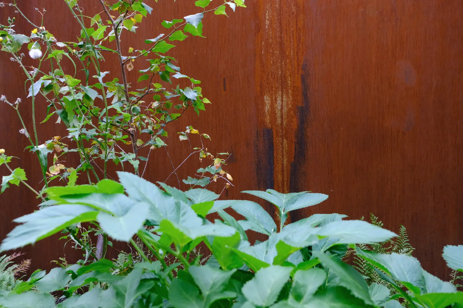 Lush green plants in the foreground with a wooden fence as a backdrop. Soft natural lighting enhances the scene.