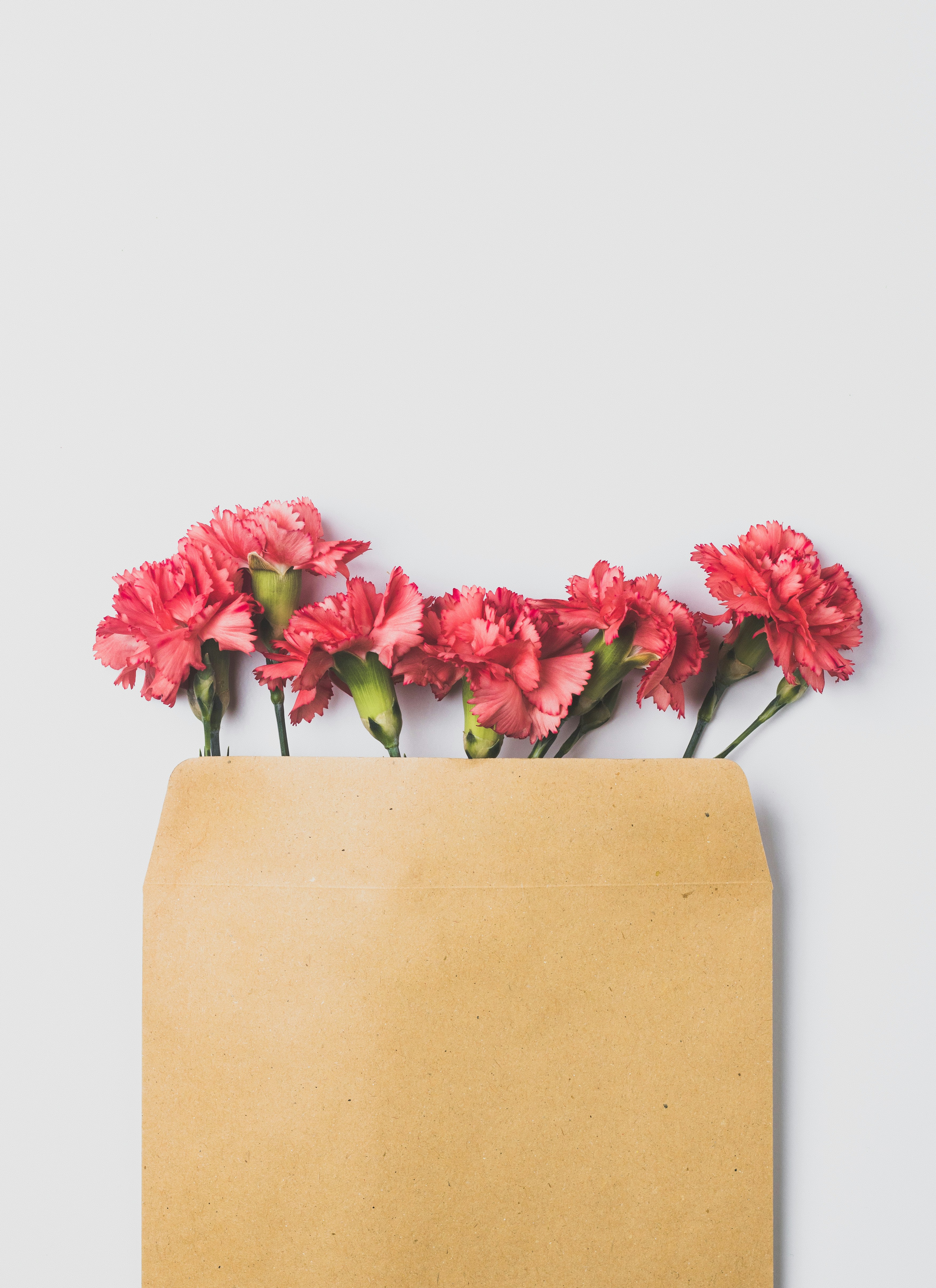 Pink carnations emerging from a brown envelope
