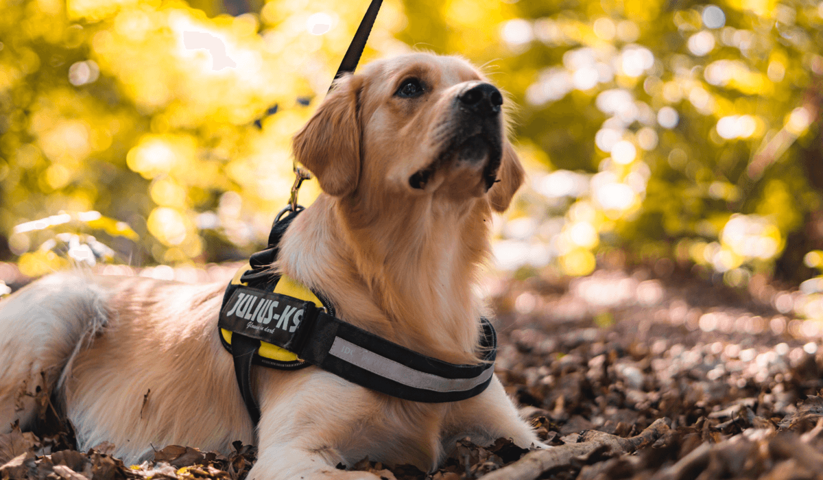 A service dog laying down outside
