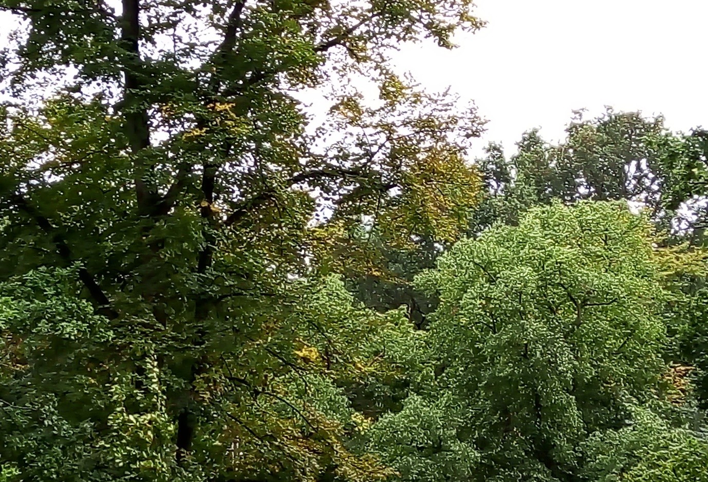 Tarzy Wood at the corner of New Wanstead and Wanstead High Street