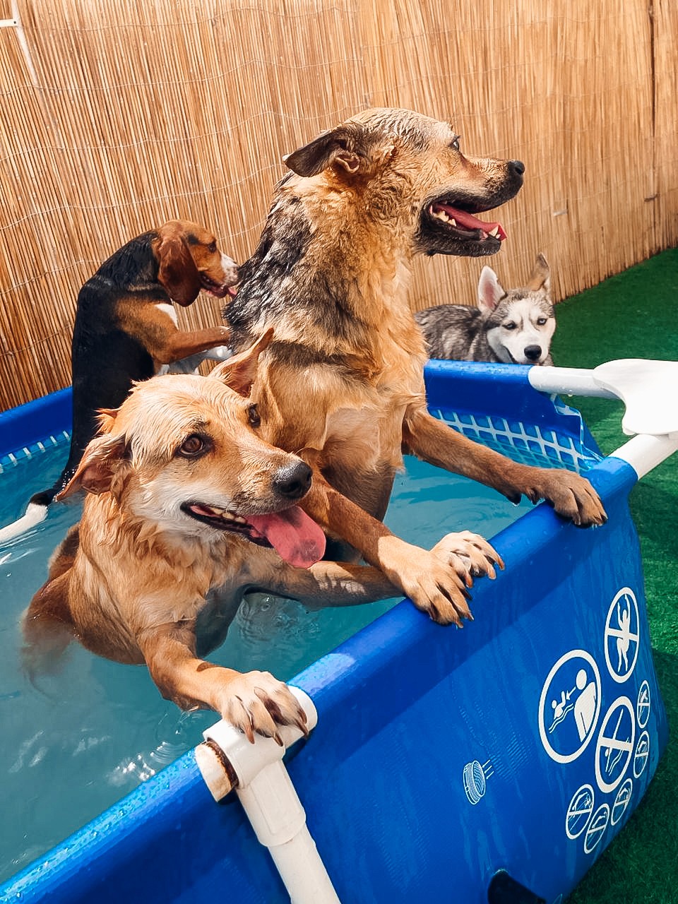 pool day at the barking lot Al Quoz facility