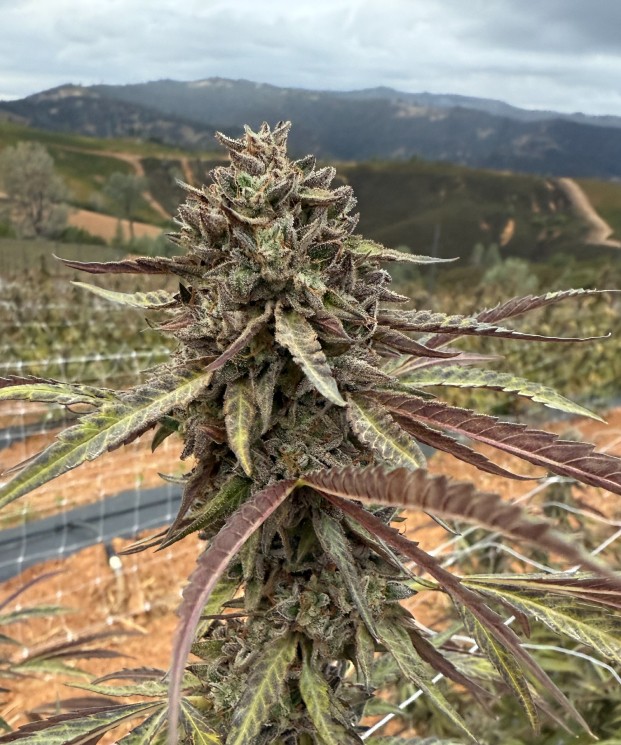 Heir Heads ECCO Certified Exotic Cannabis Flower Noble Pacific