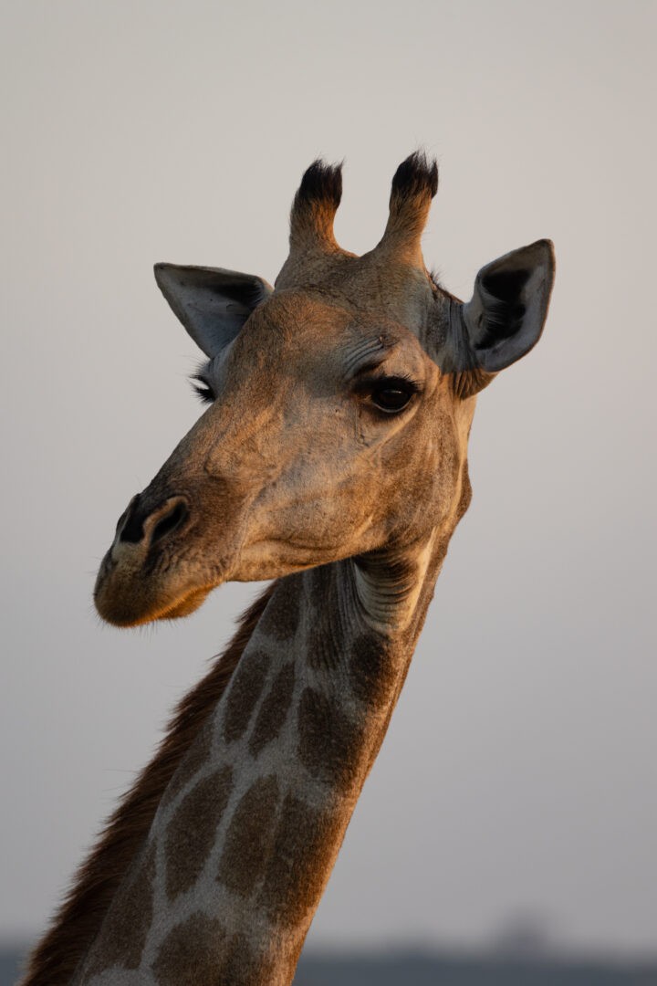 Kambaku River Lodge May 2023 Trip Report