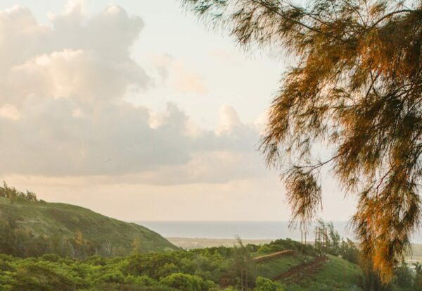 the tip of a palm tree overlooking Oahu scenery