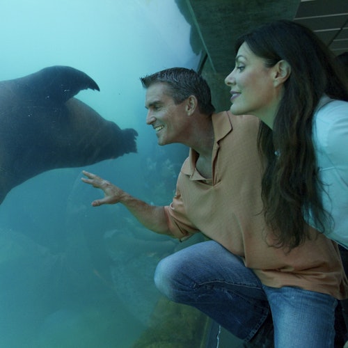 两个人热切地观察着一只海狮在水族馆的玻璃后游动,对这次邂逅显得相当投入和兴奋。