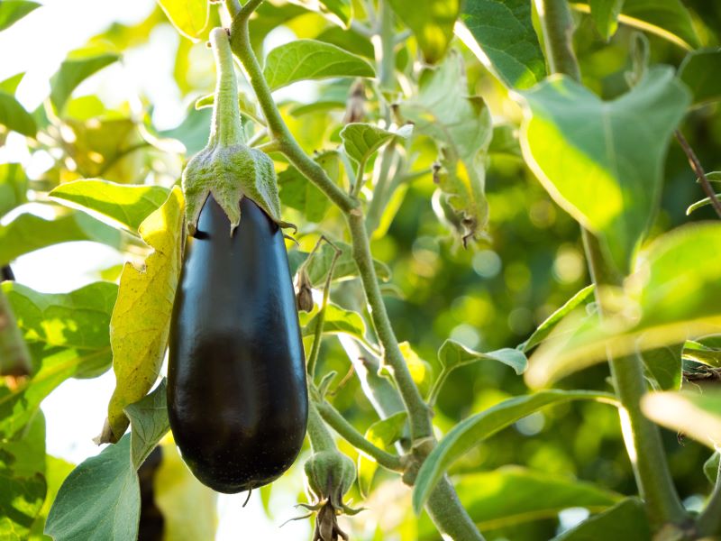 Melanzana nera