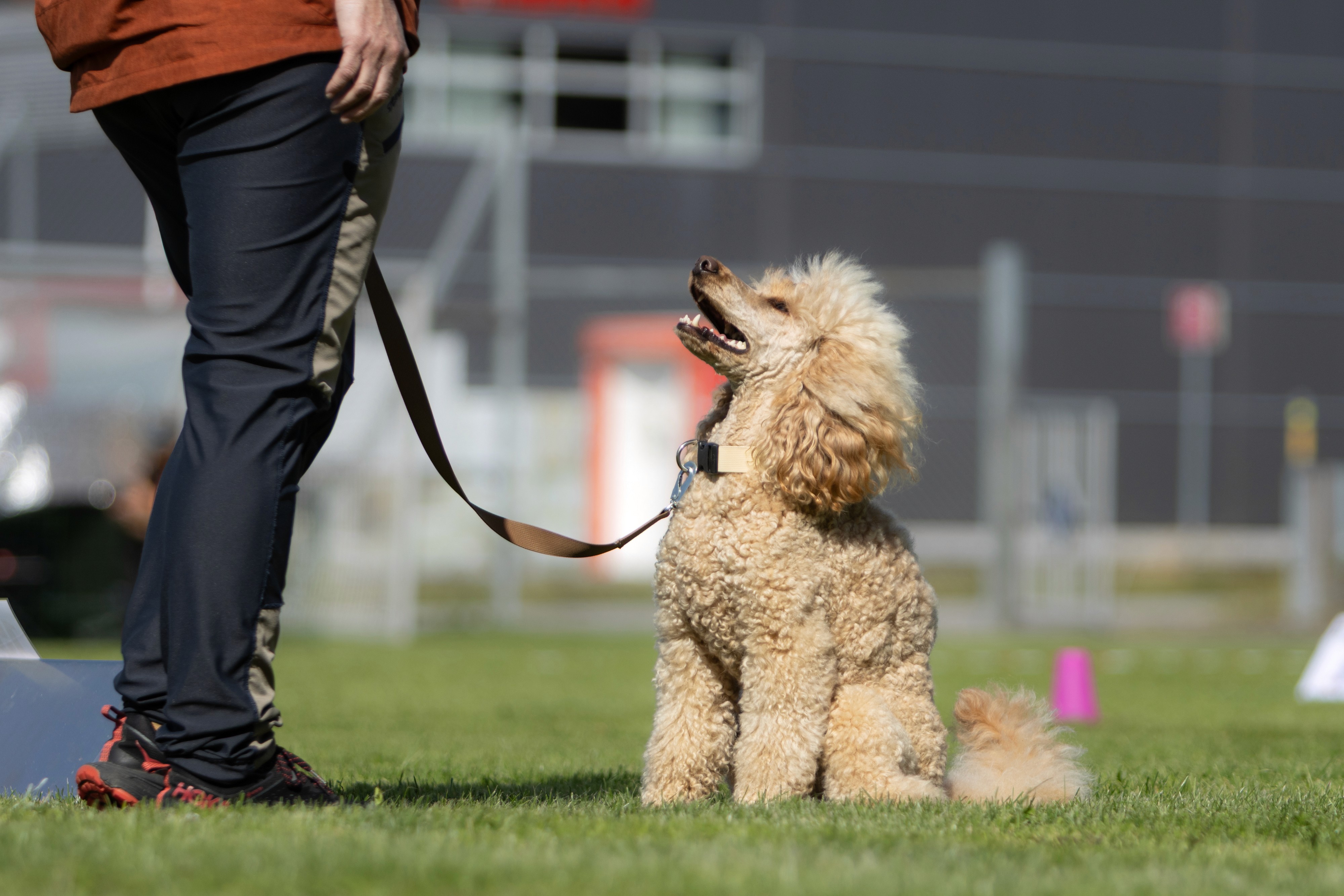 Dog photo