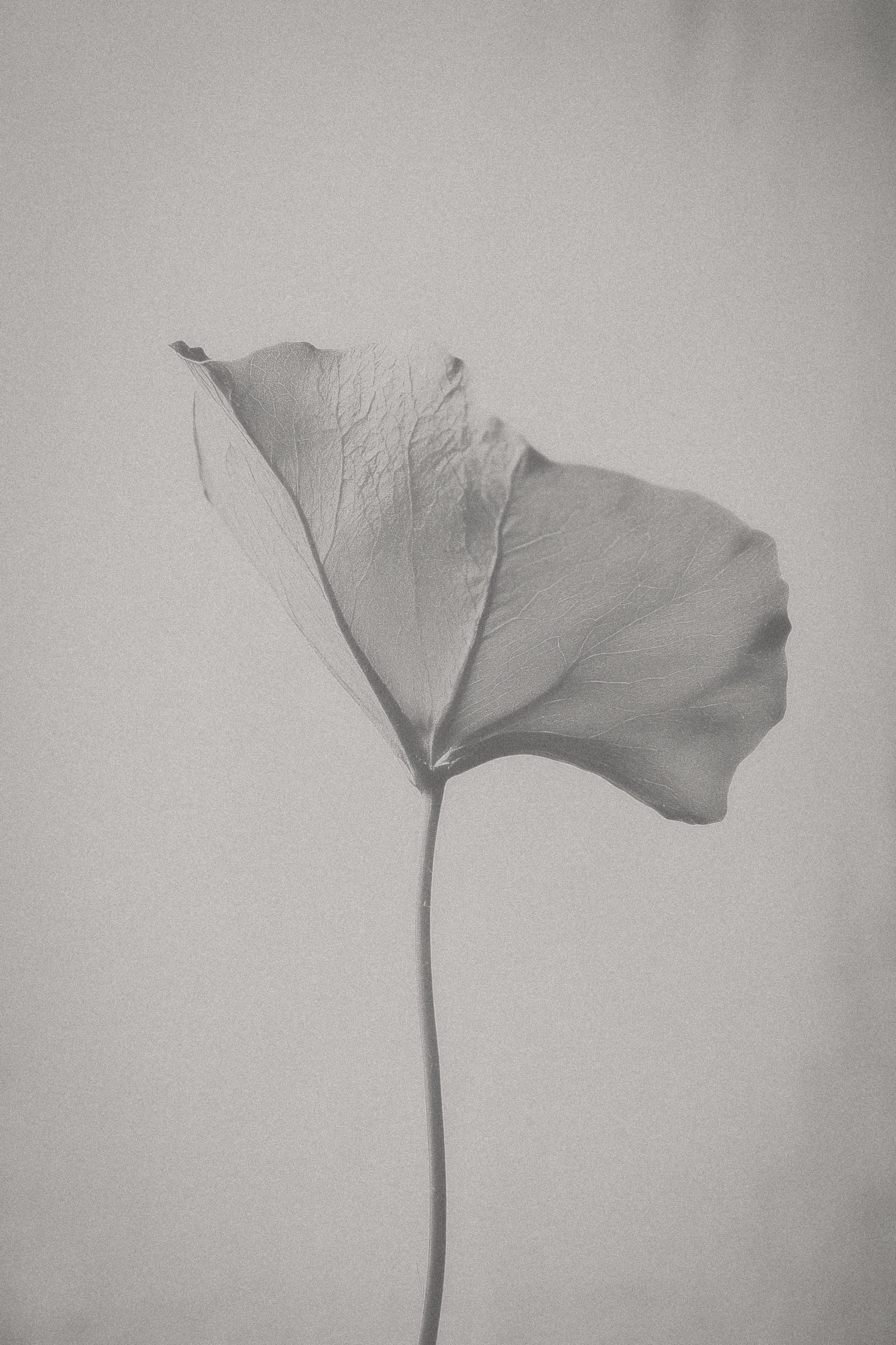 A close-up image of a single dark leaf, showcasing detailed veins and texture. The leaf is attached to a thin, delicate stem, set against a light, neutral background. The overall tone is monochromatic, emphasizing the leaf's intricate features.
