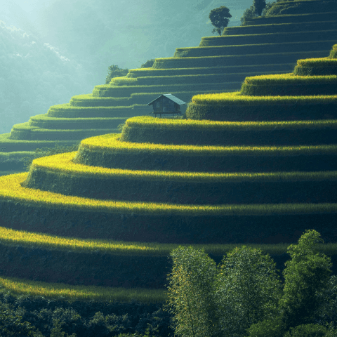  Rice terraces