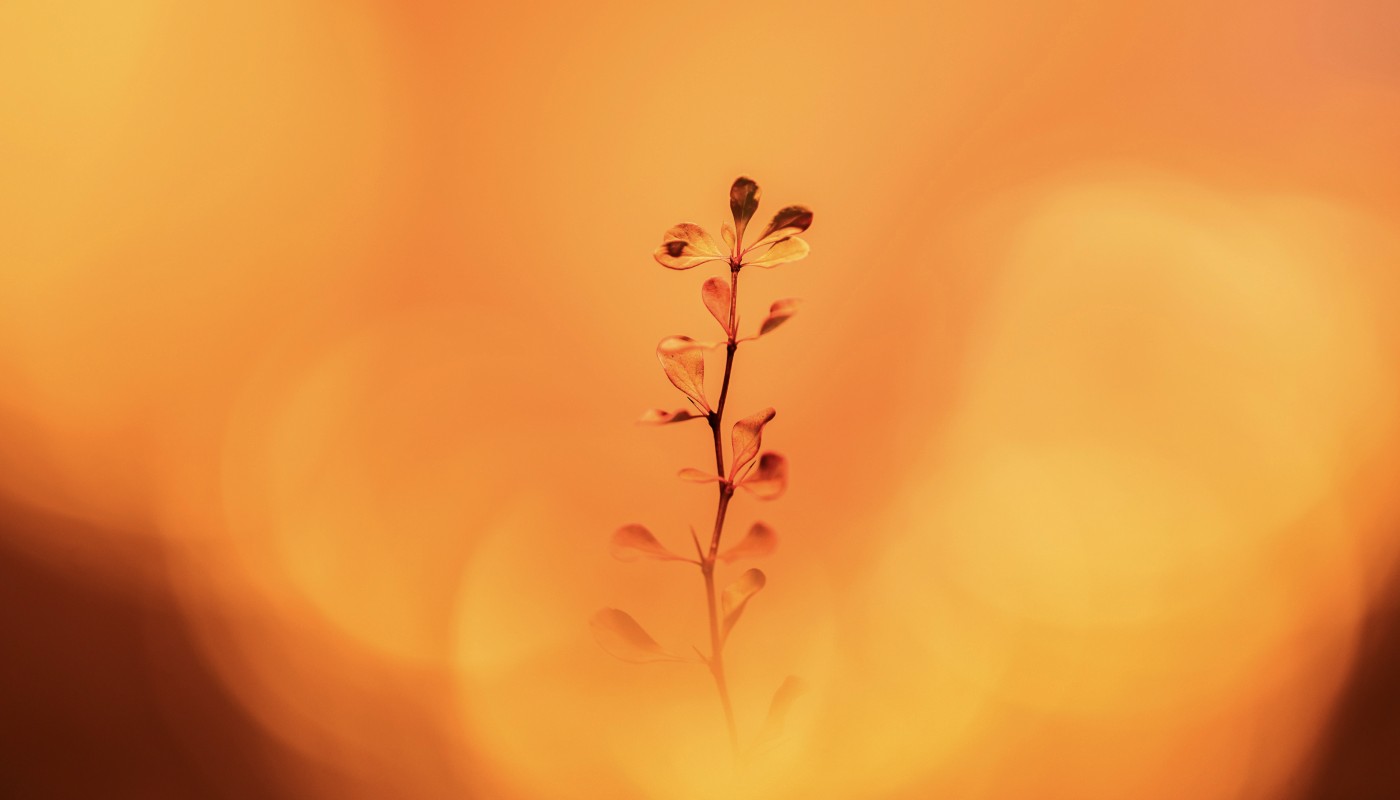 Orange Flower