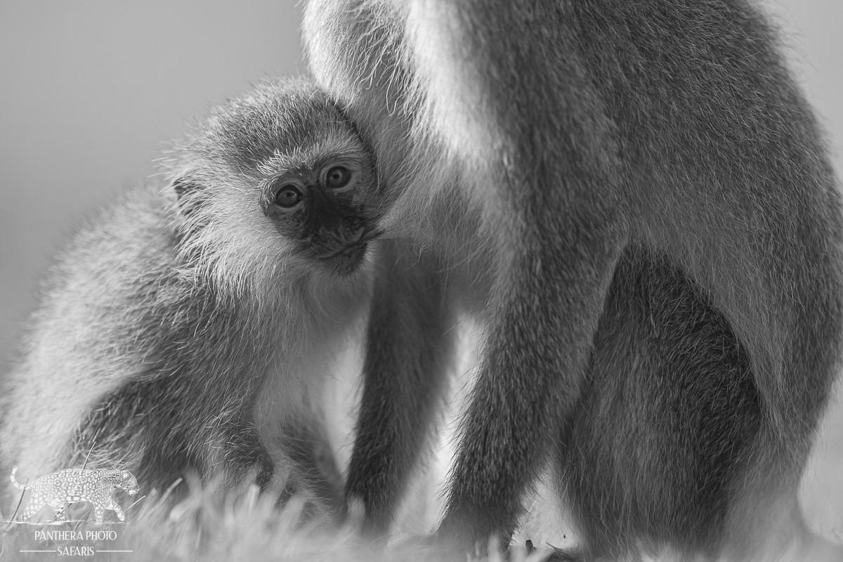 Amboseli Trip Report