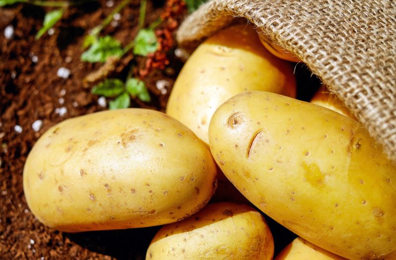Arrivano le patate novelle nel mese di maggio