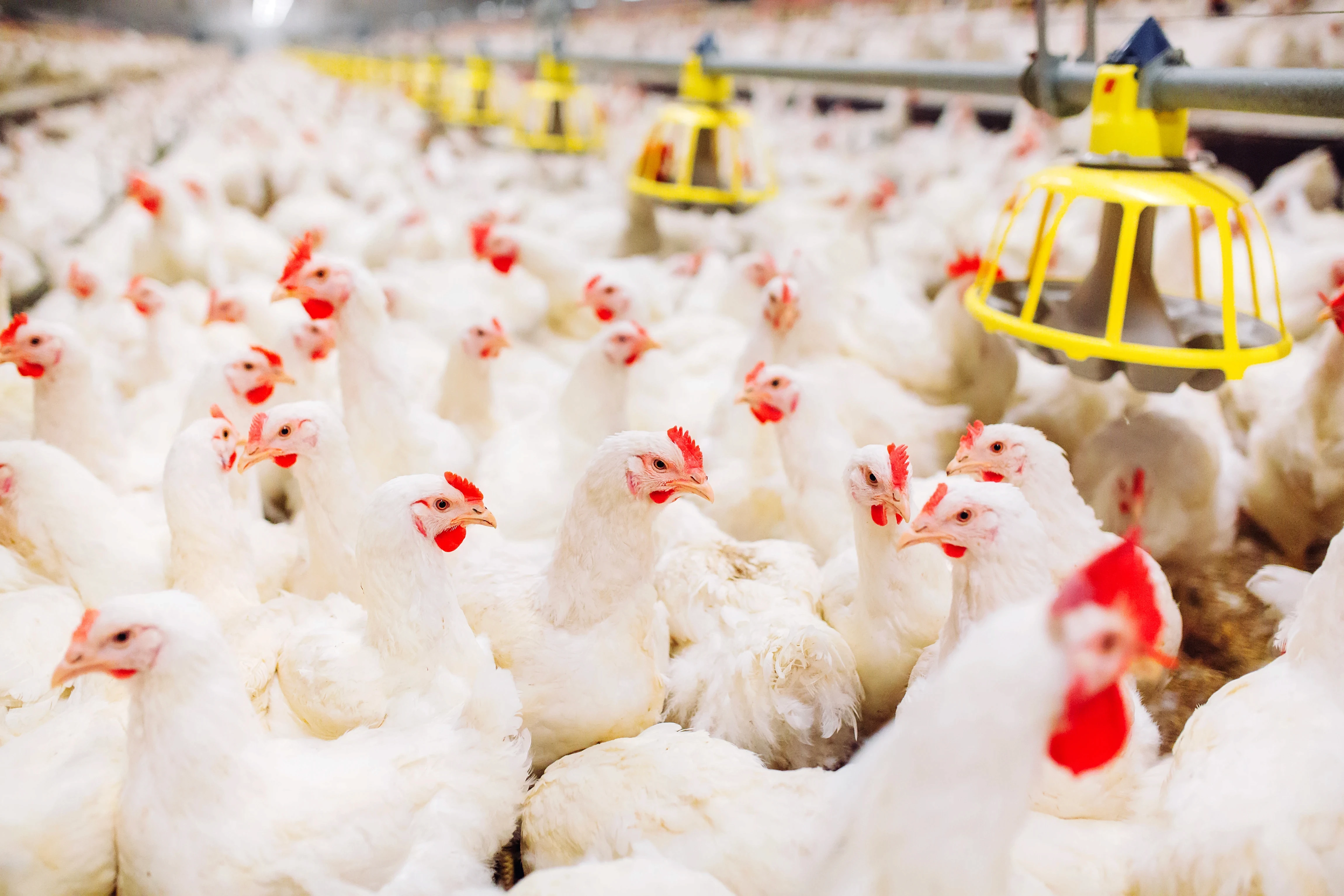 white chicken on green grass field during daytime