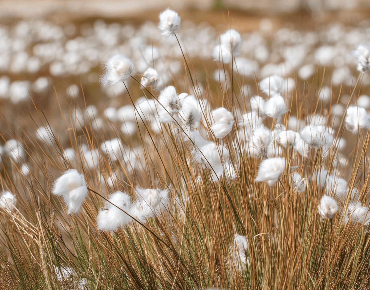 Heide-Wollgras in der Blüte