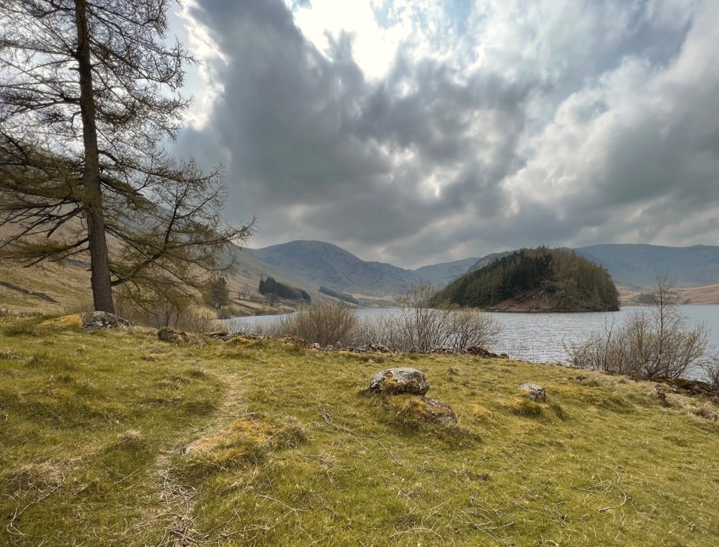 A grassy path winding towards a tall pine tree. Haweswater reservoir on the right with an island in the middle.