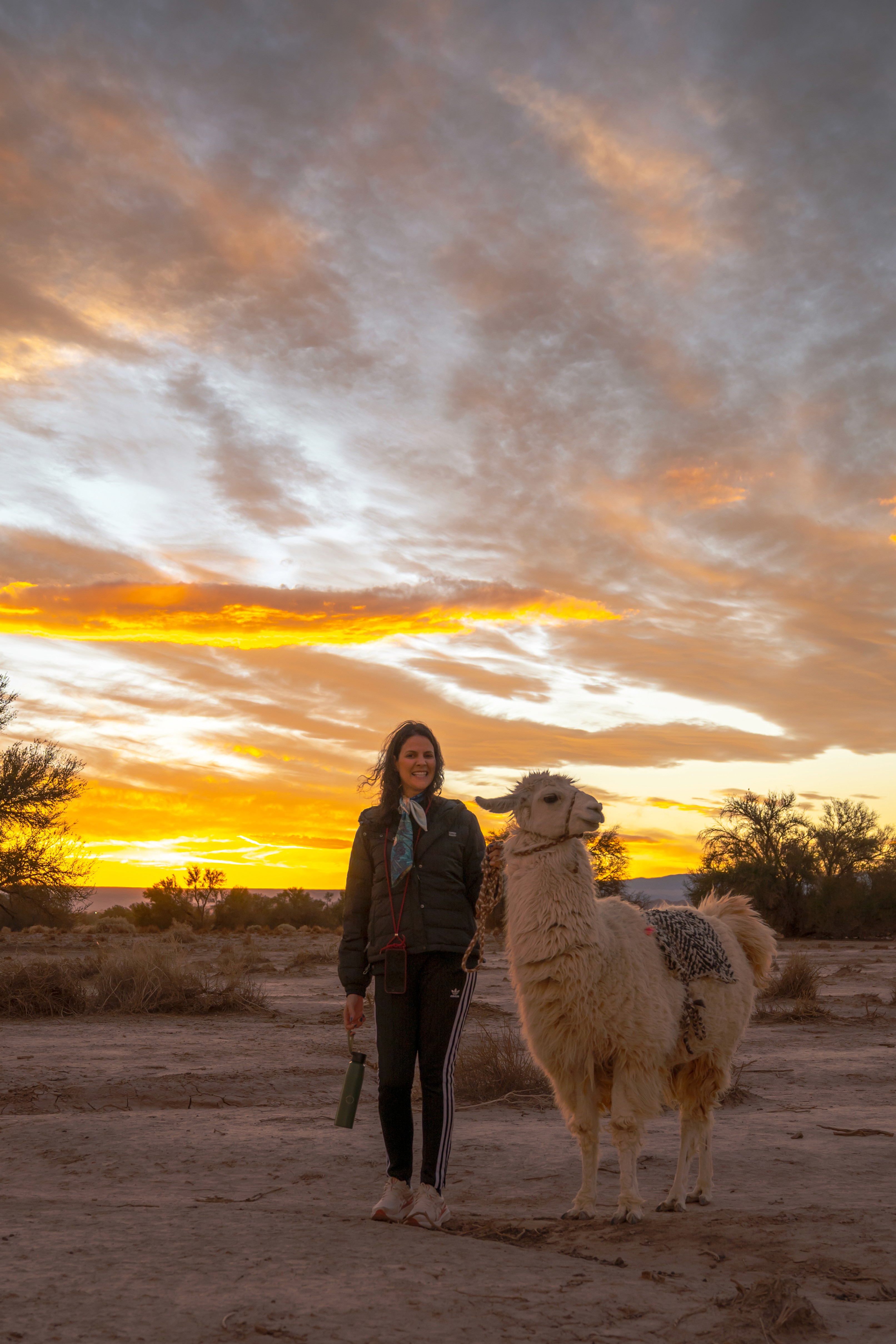 animal running on field
