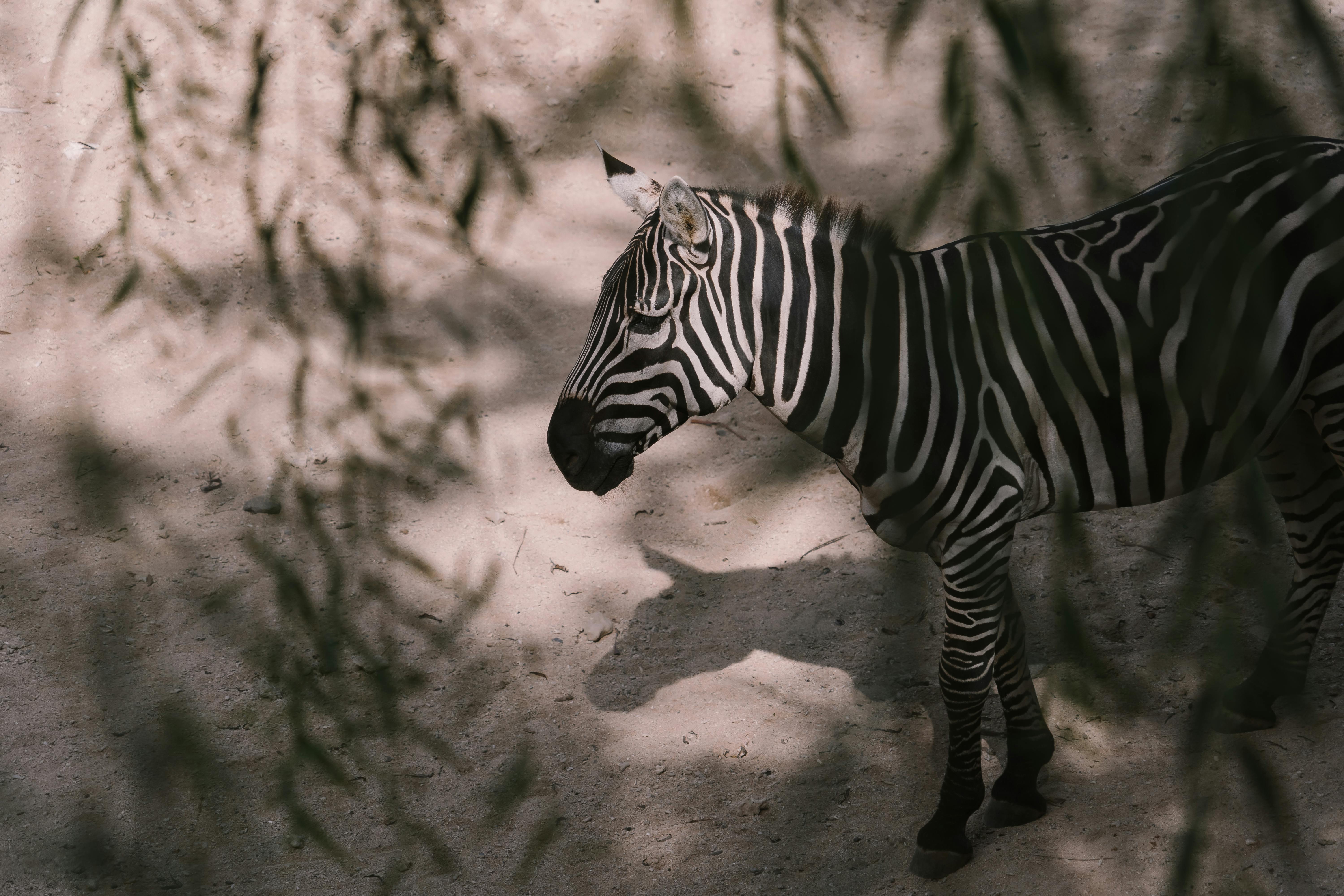 A zebra stands in a shaded area with dappled sunlight, displaying its distinct black and white stripes patterned across its body.