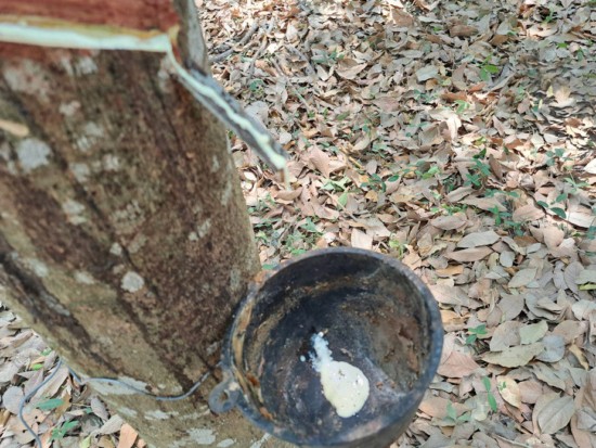 he project offers small farmers long-term economic prospects and aims to consistently enhance both the quantity and quality of the rubber produced (Photo: Stephen Goodchild / Tyre Industry Publications Ltd)