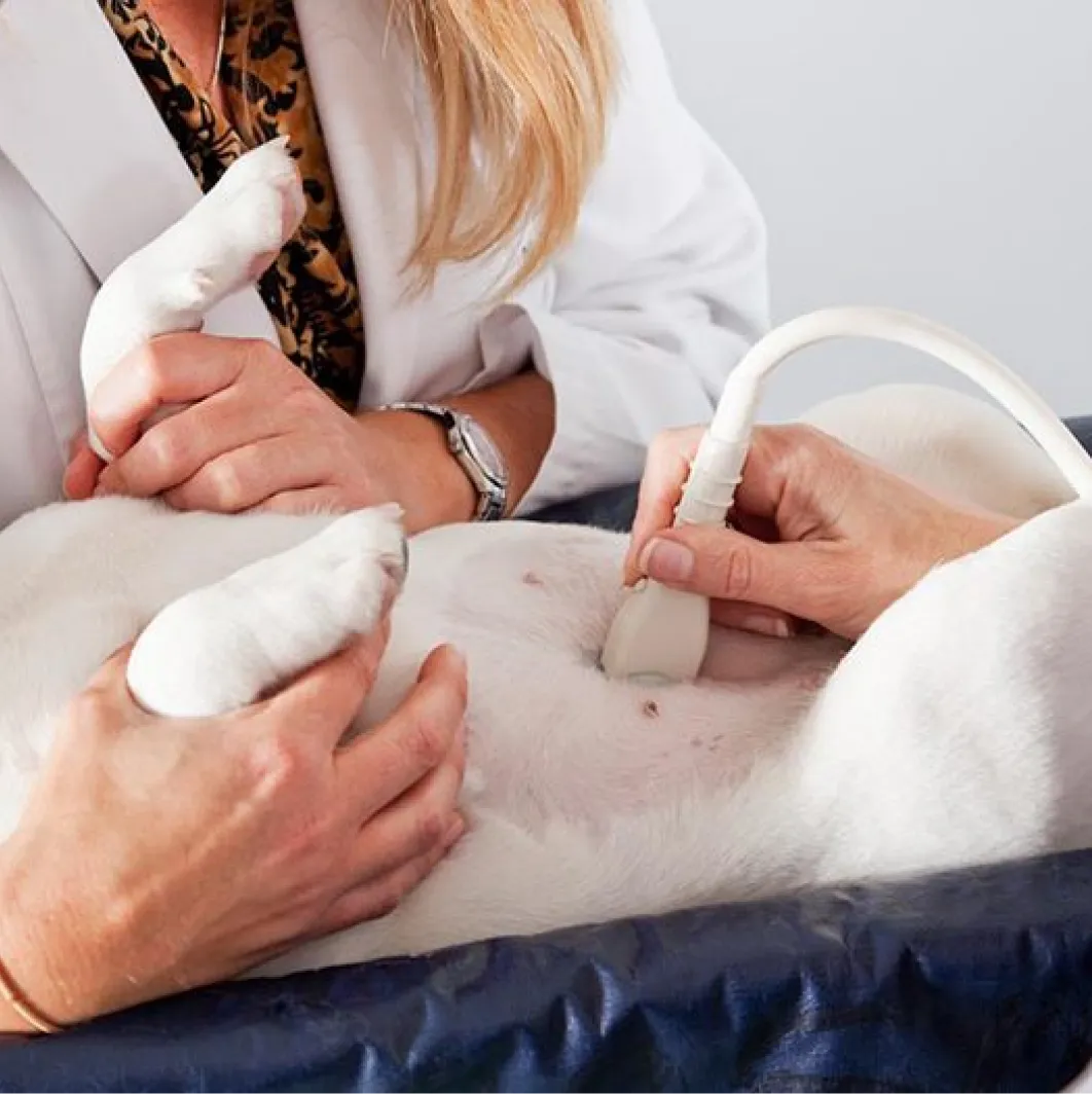 Imagem do serviço veterinário Raio-X e ultrassom