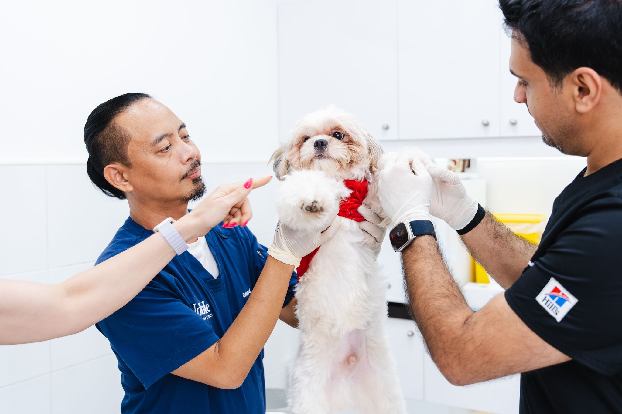 Two veterinarians are checking a dog's body for signs of illness.