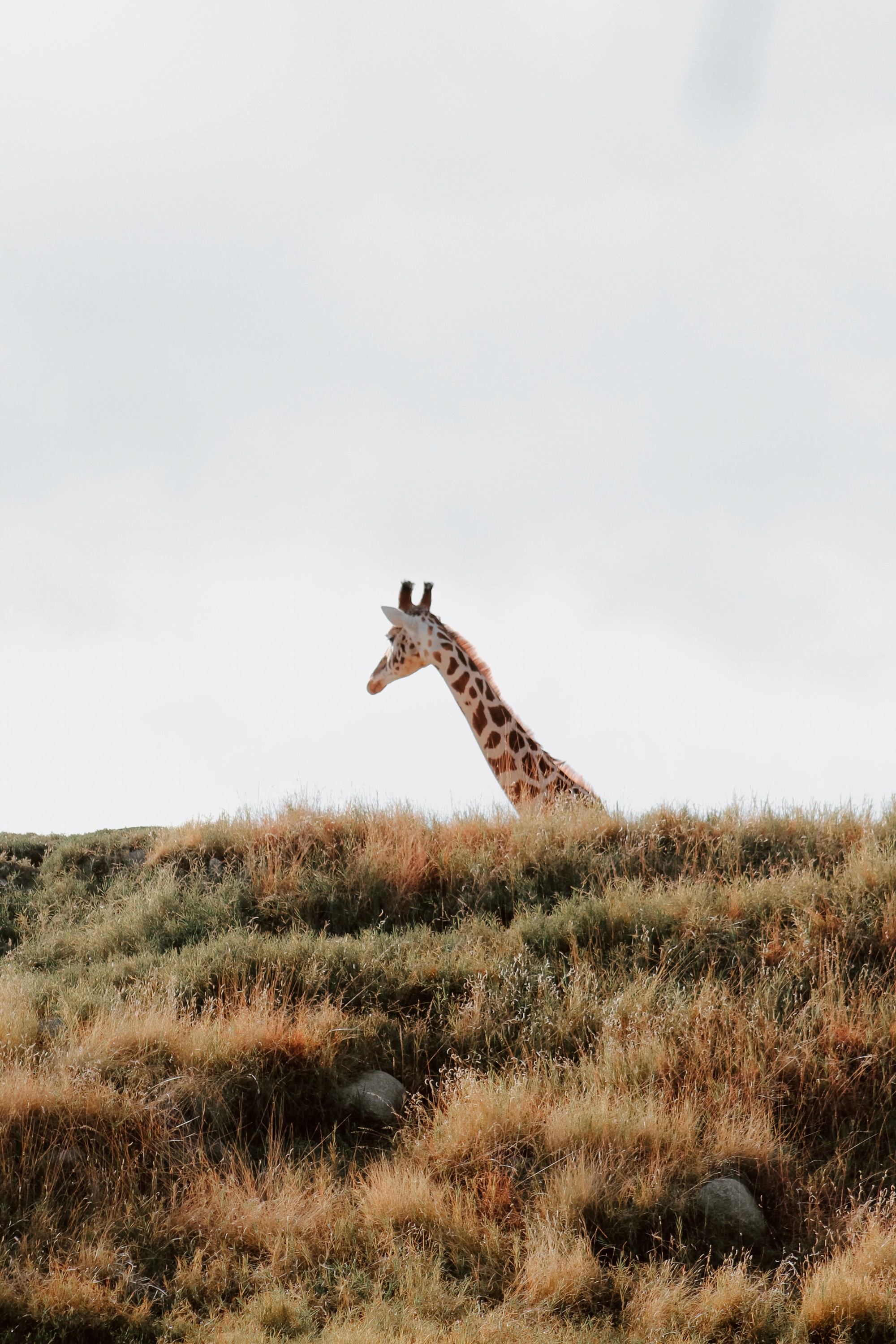 Minimal fine art giraffe nature photography