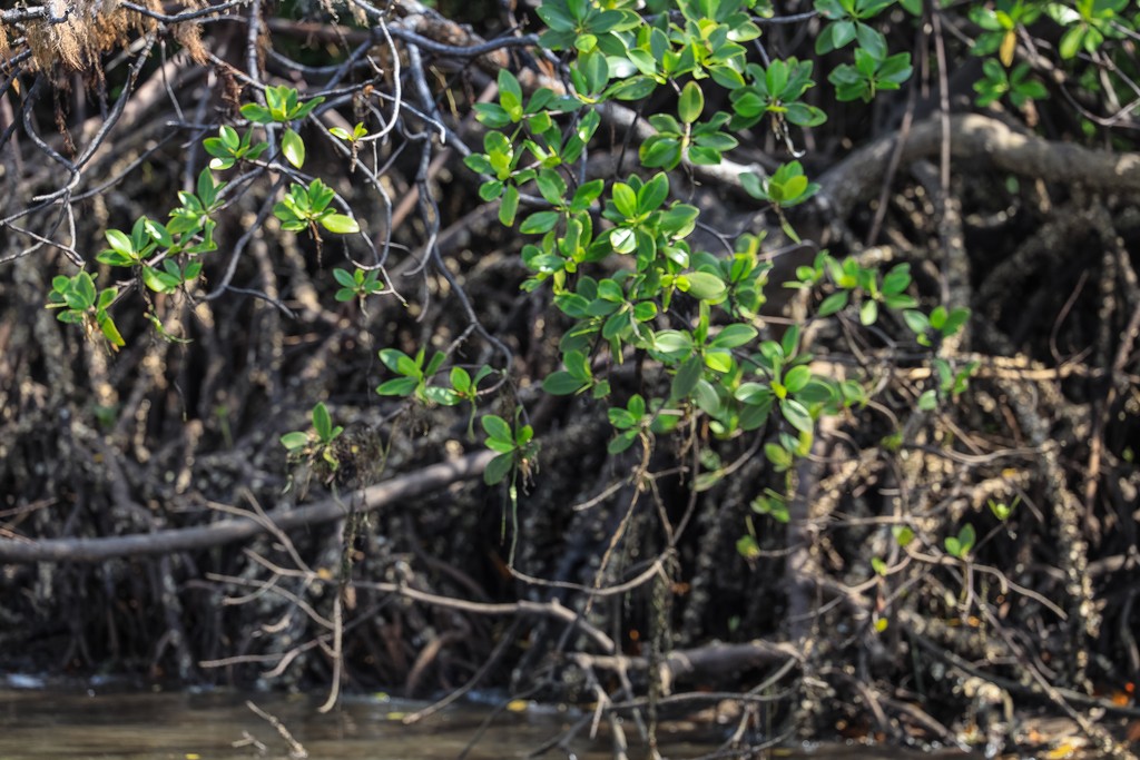 Mangrove leaves and roots. Photo credit Anthony Ochieng Onyango