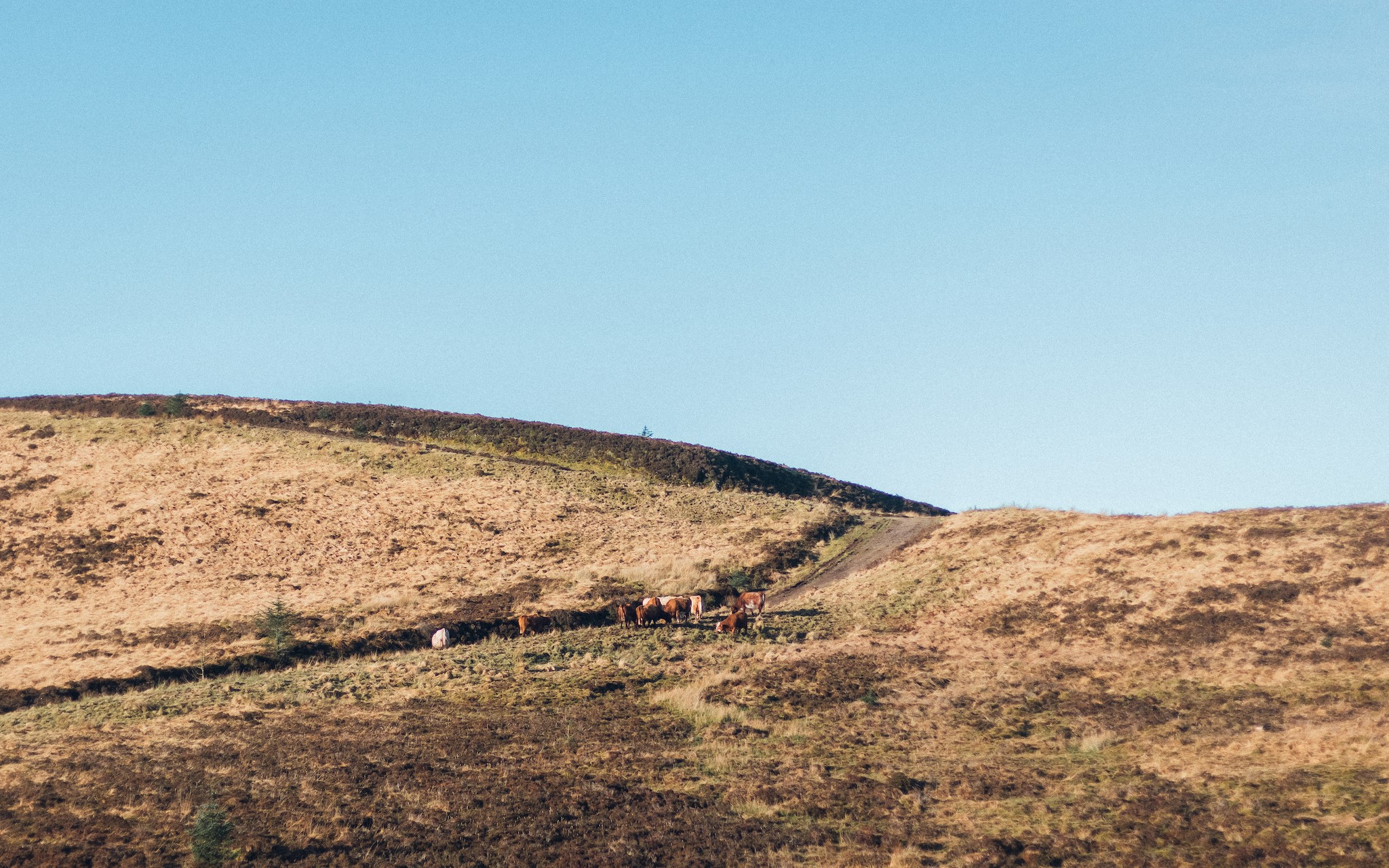 Cows grazing