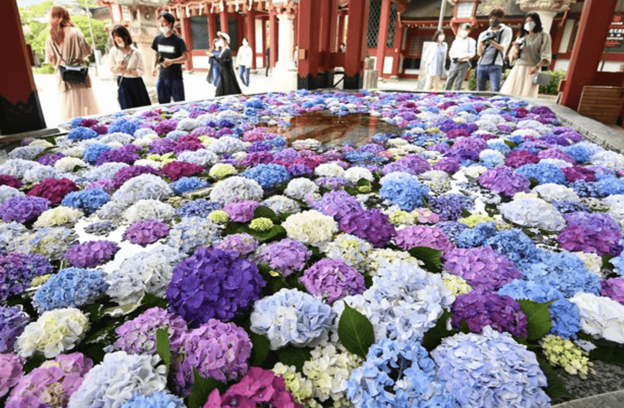 Hydrangeas in water at Dazaifu Tenmangu Shrine