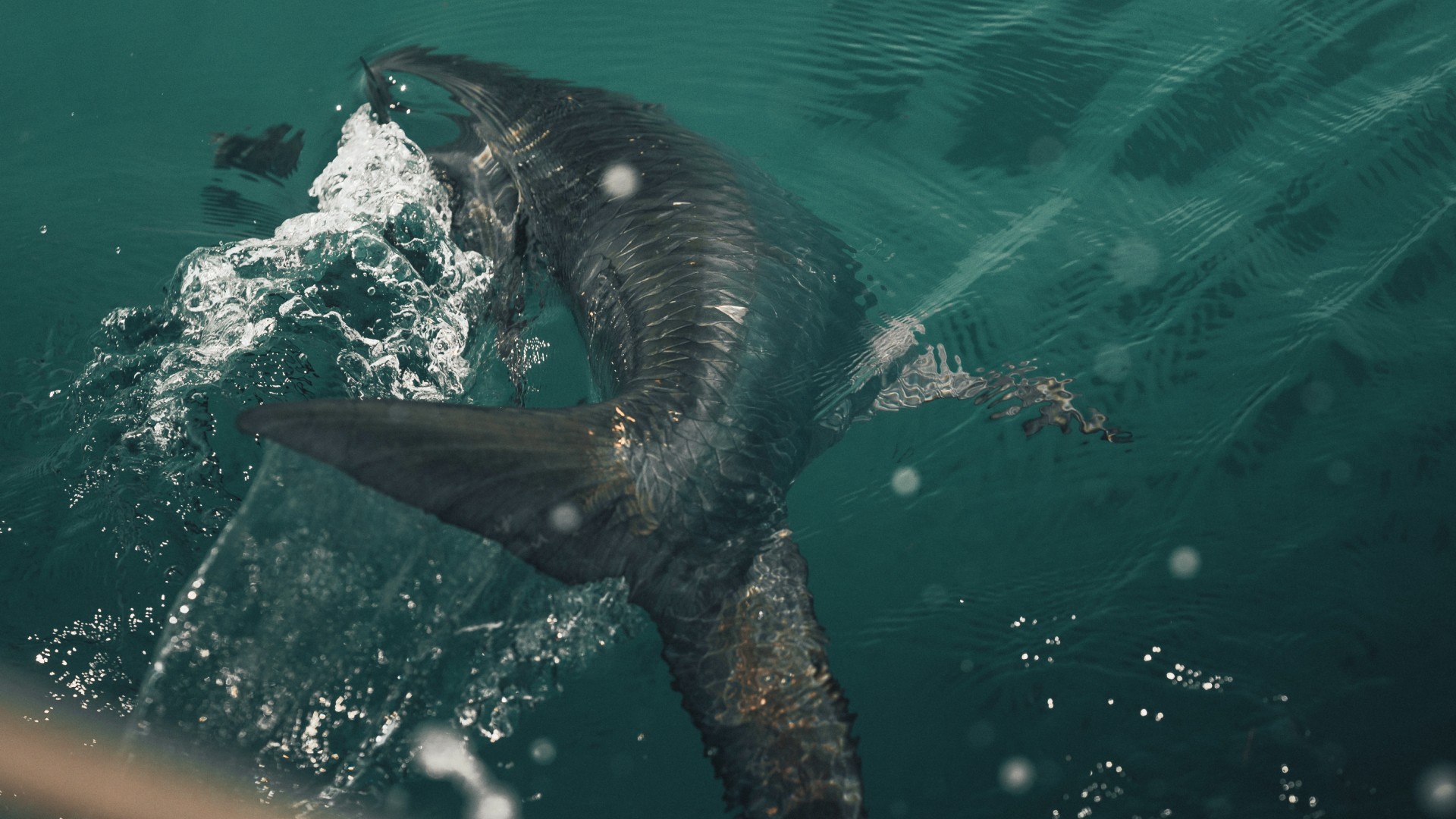 A tarpon dorsal tail splashing water as the fish swims away during catch and release