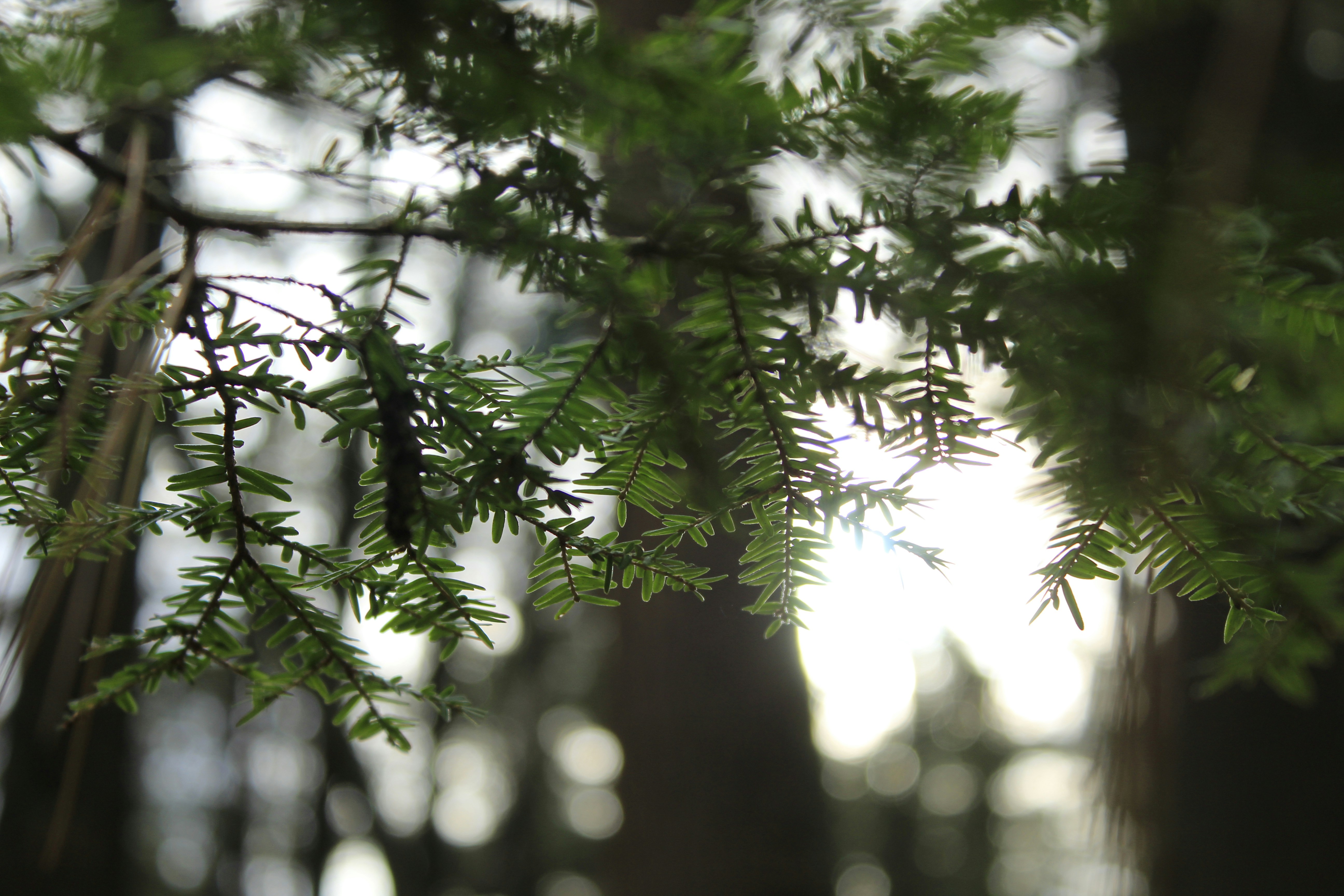 a-tree-with-green-leaves - mathieu-deslauriers (unsplash)./pho