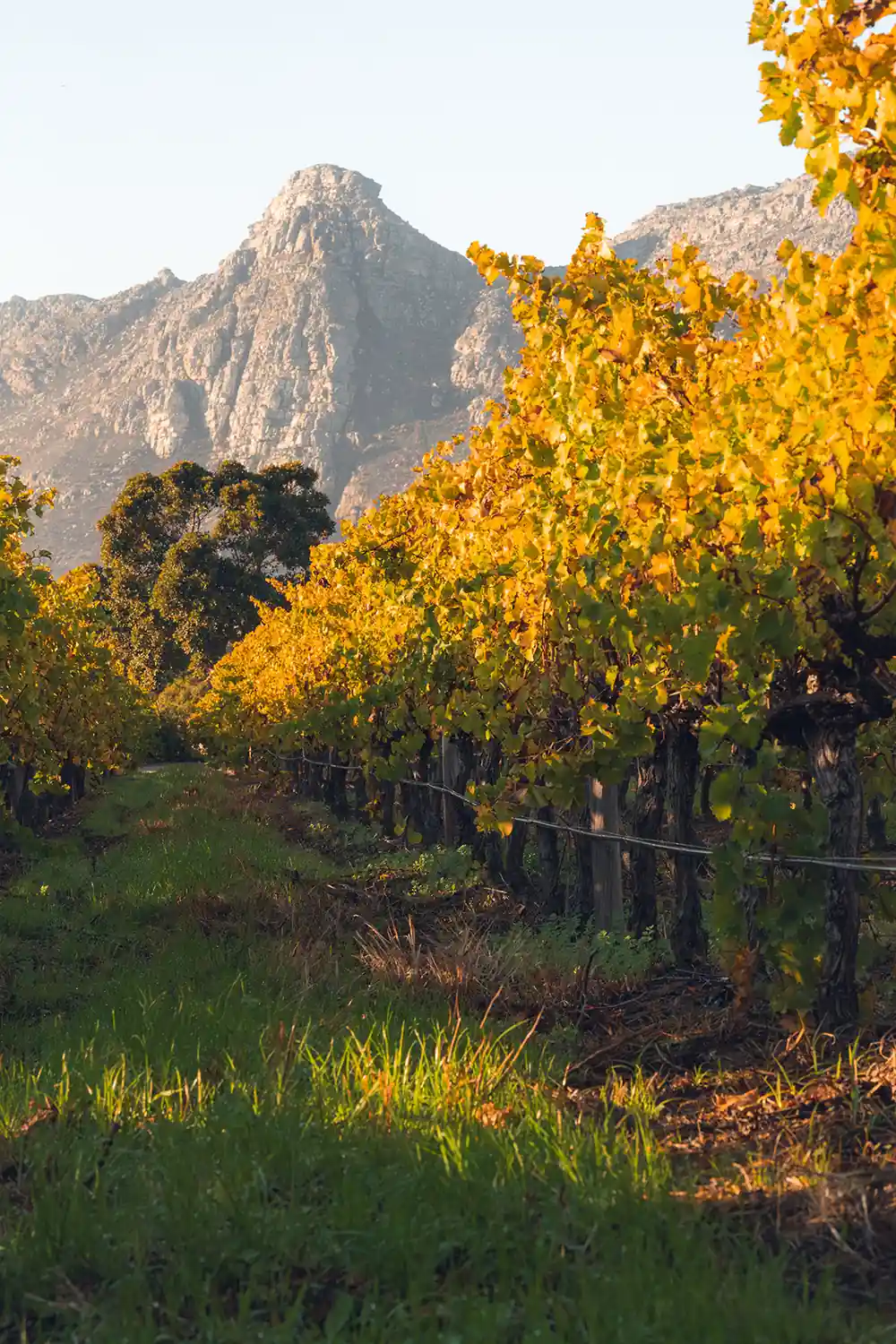 Steenberg Farm logo over a photo of Steenberg Wine Farm; client testimonial.