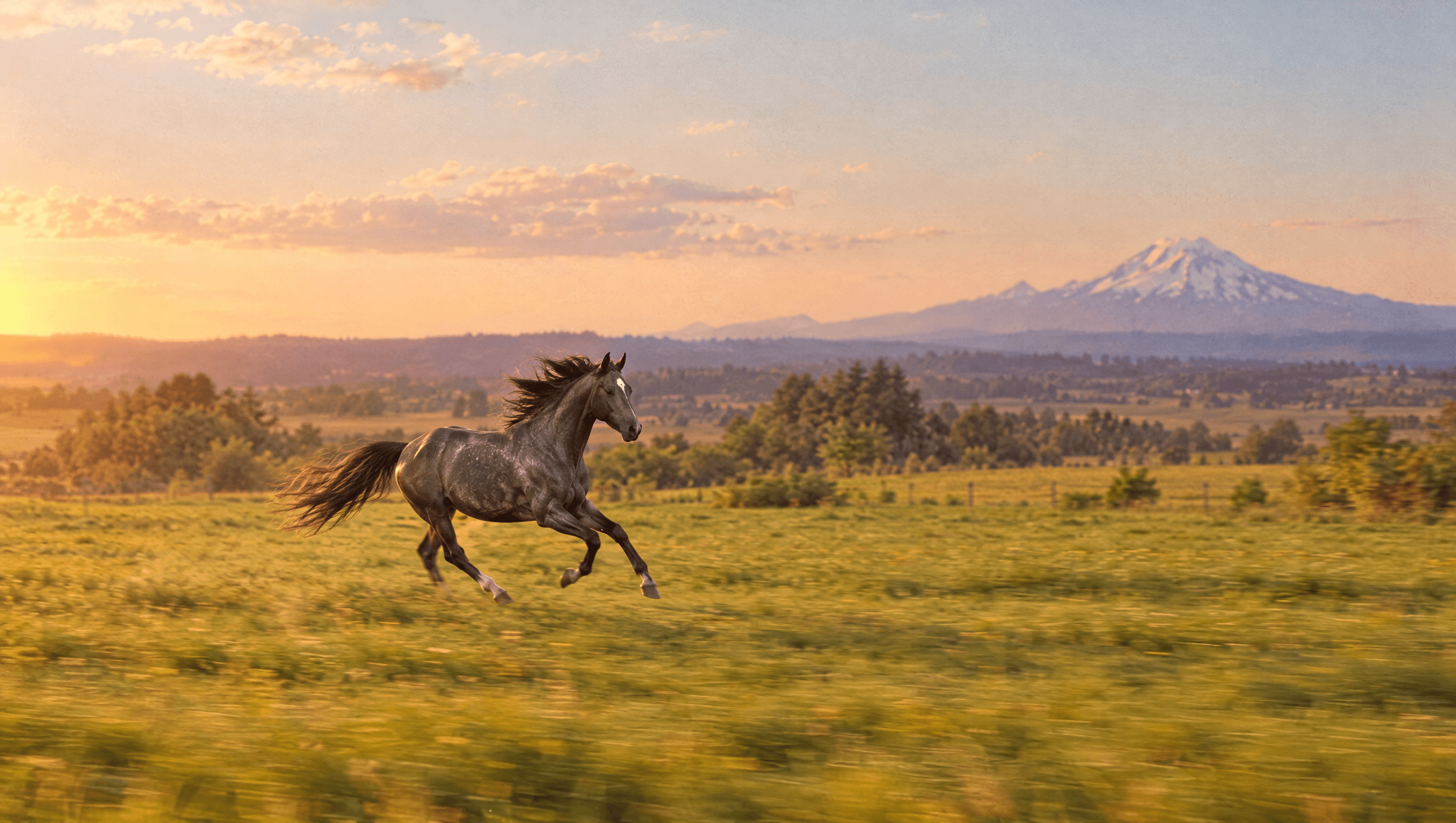 At sunset an old horse gallops freely across a green pasture, a snow-capped volcano beyond