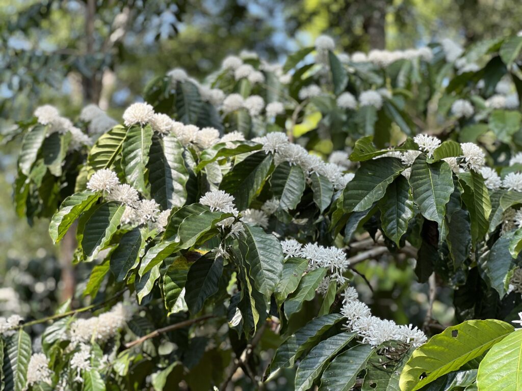 Coffee blooms