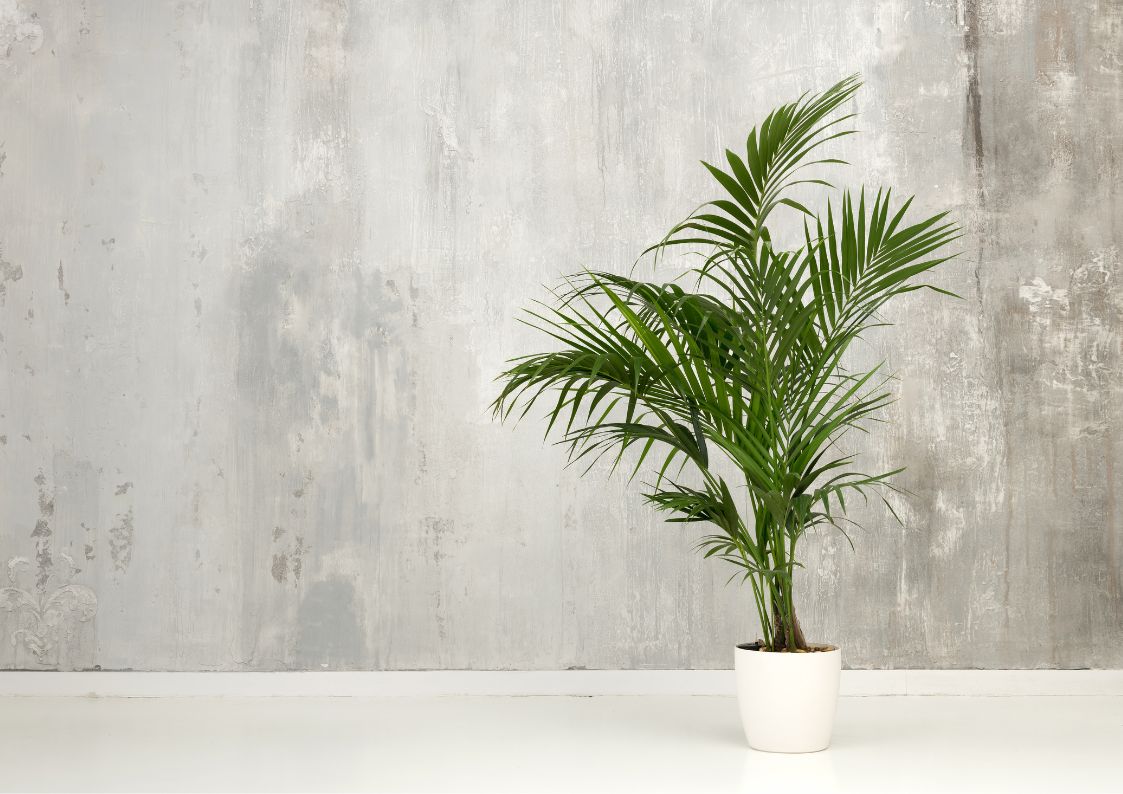 Areca air-purifying indoor palm