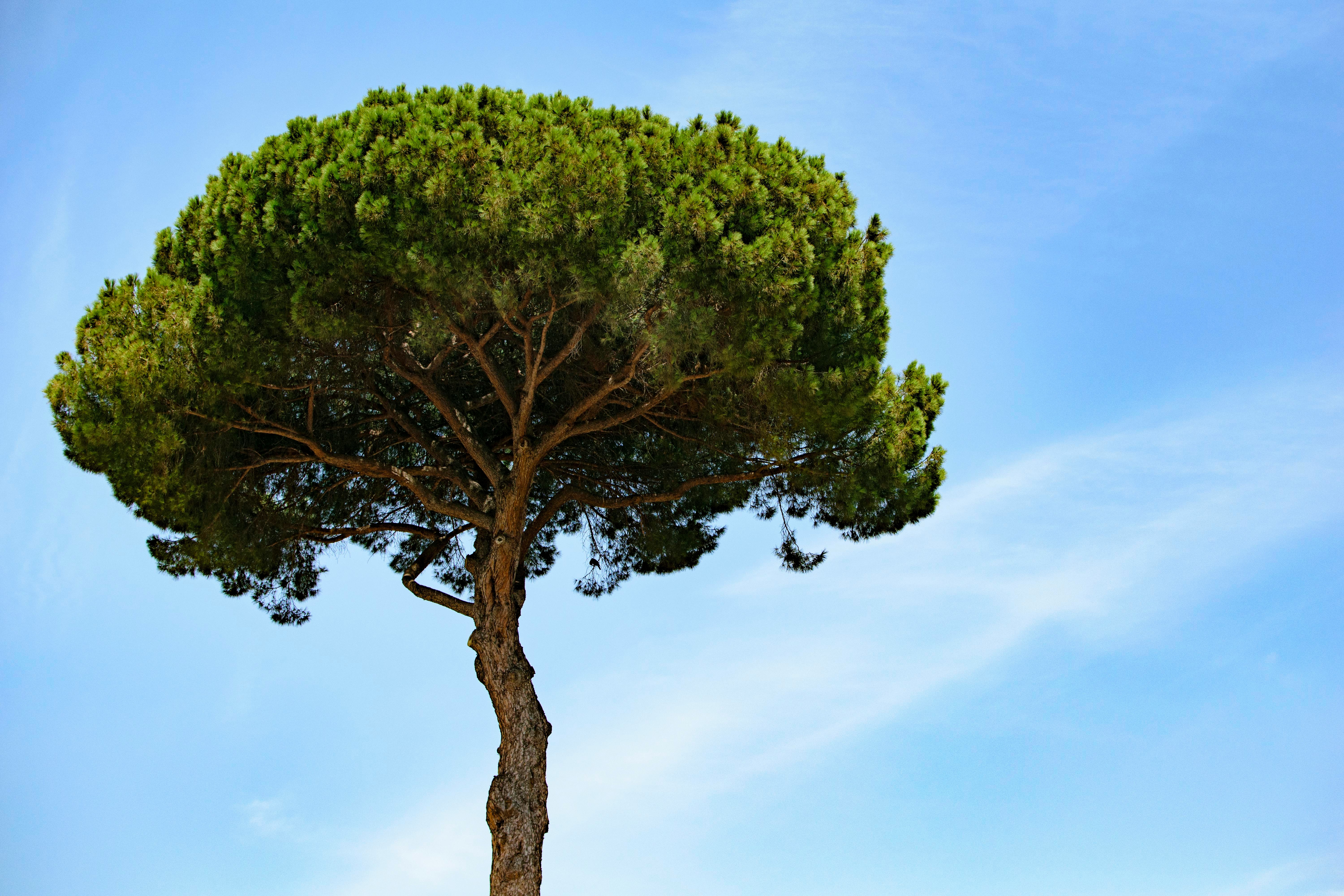 Tree removal and felling