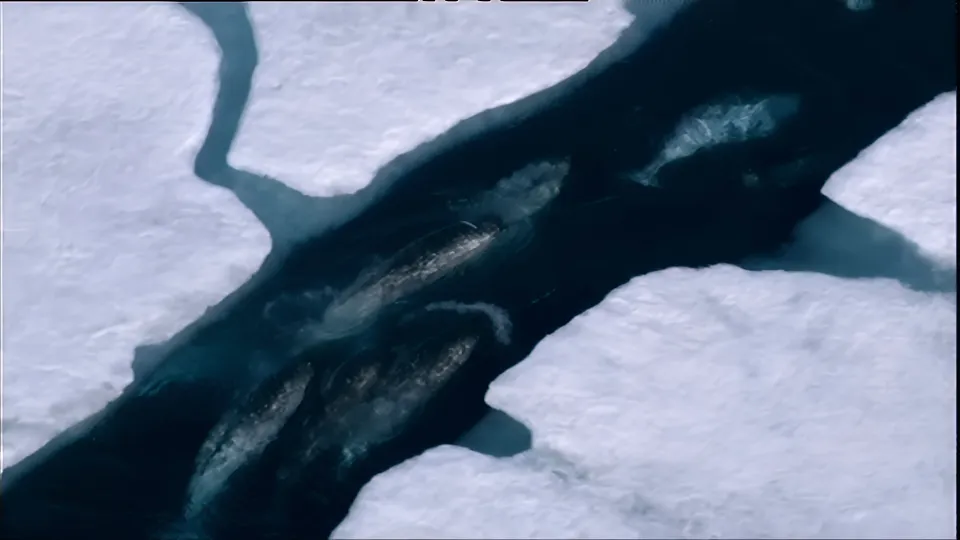 NARWHAL HUNT