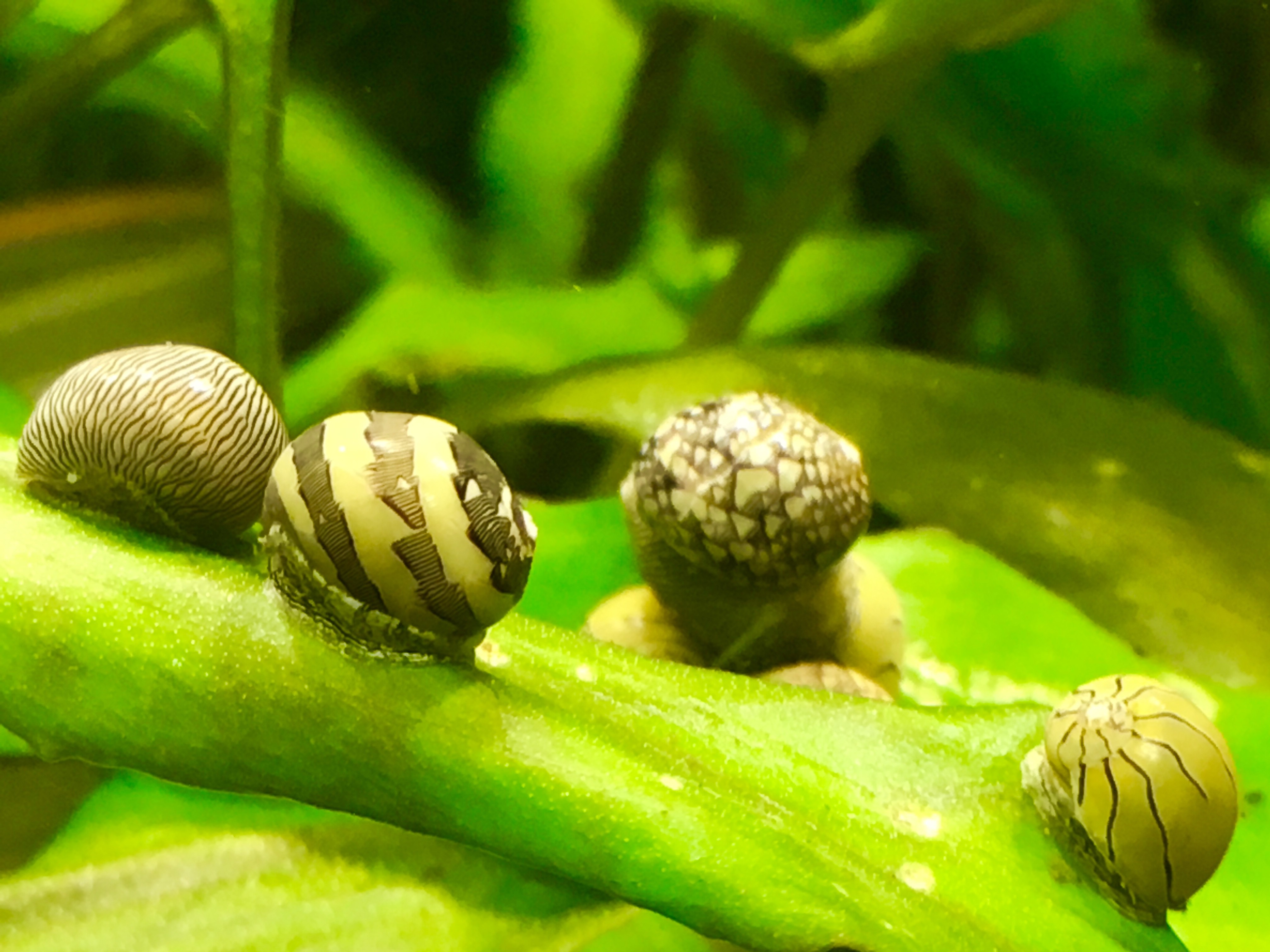 blue and red Betta fighting fish