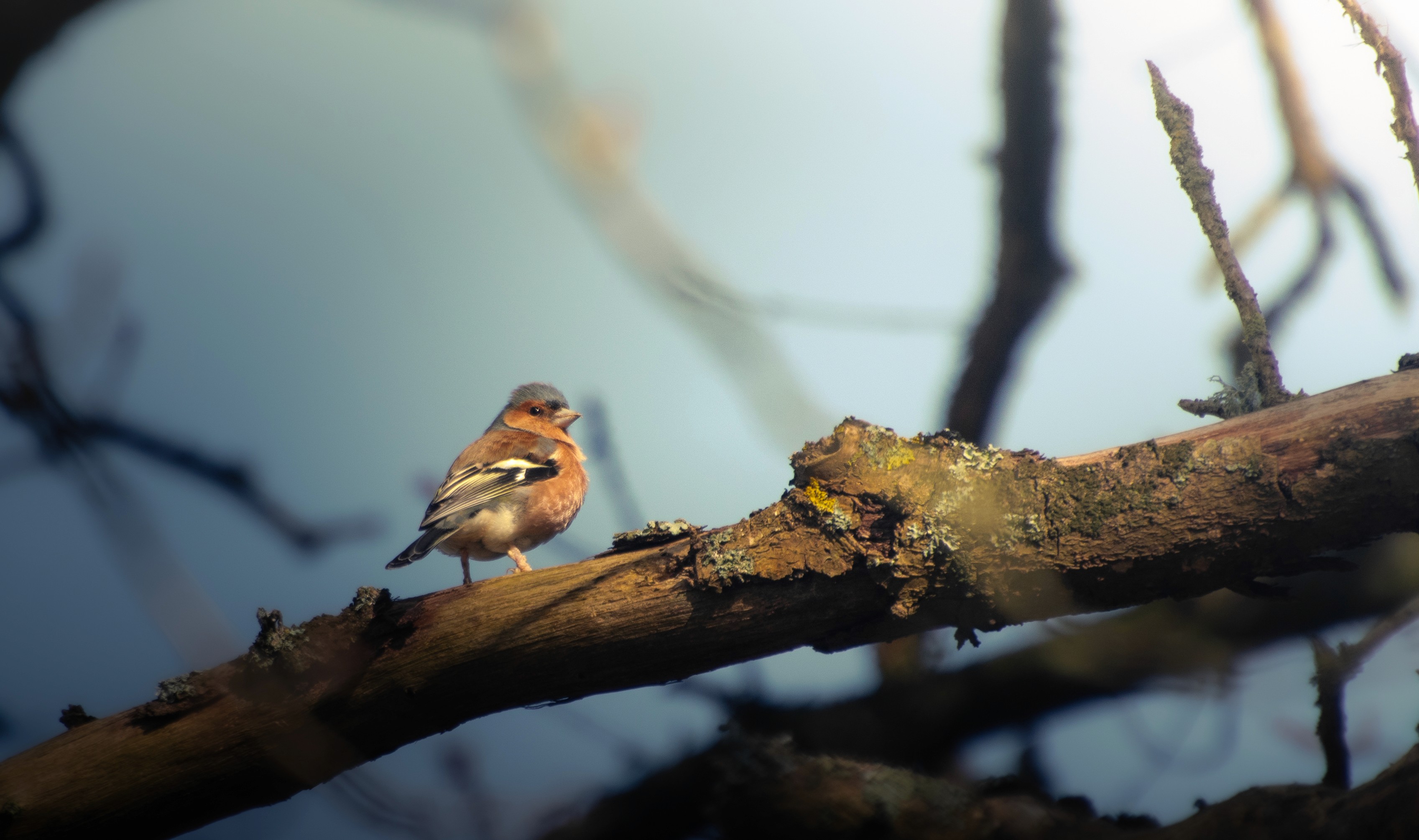 Natures Bussiness man