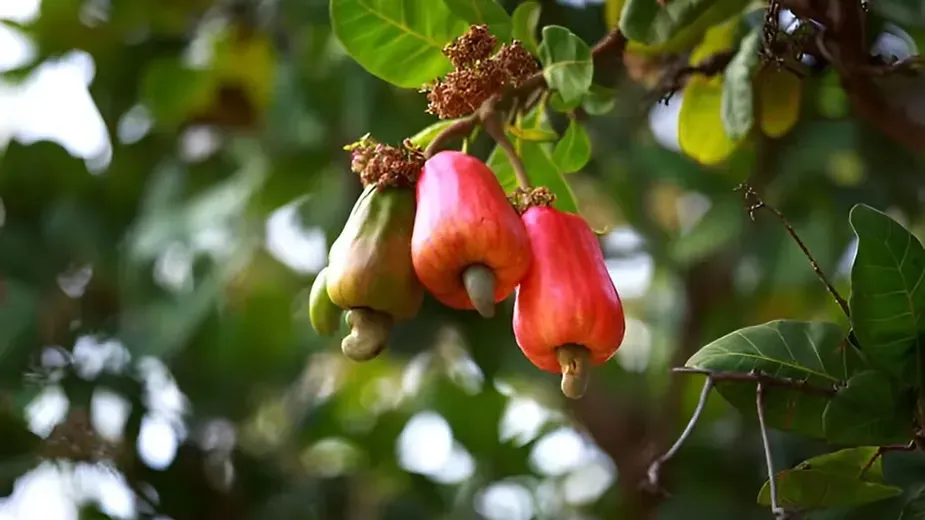 Cashew Trees (Anacardium occidentale).webp