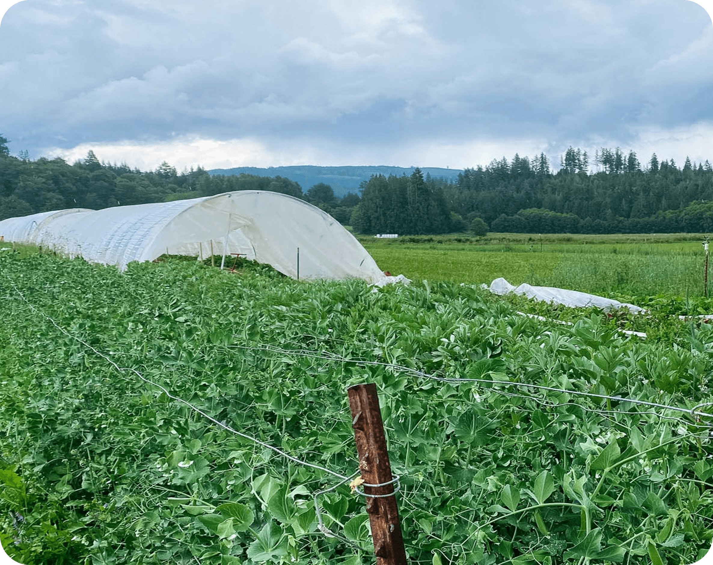 Rows of crops growing in an open field at Reconnecting Roots Farm.