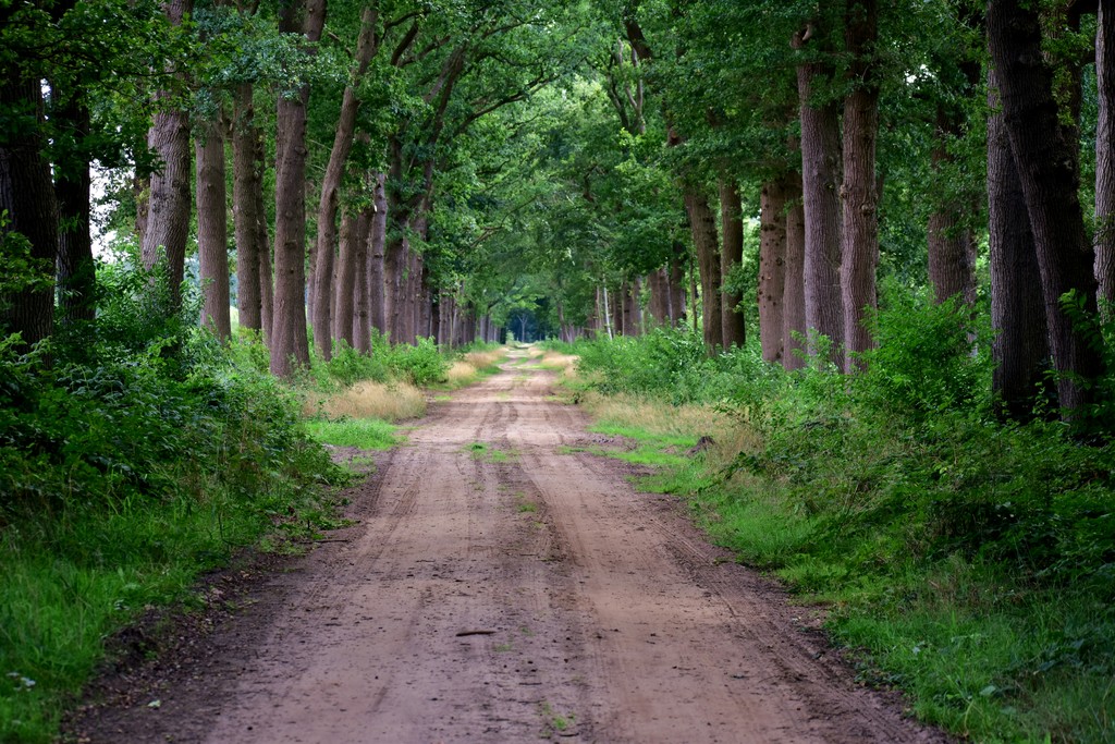 a dirt road in the middle of a forest