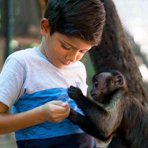 Um menino jovem com uma camisa branca e azul interage gentilmente com um pequeno macaco em um ambiente ao ar livre.