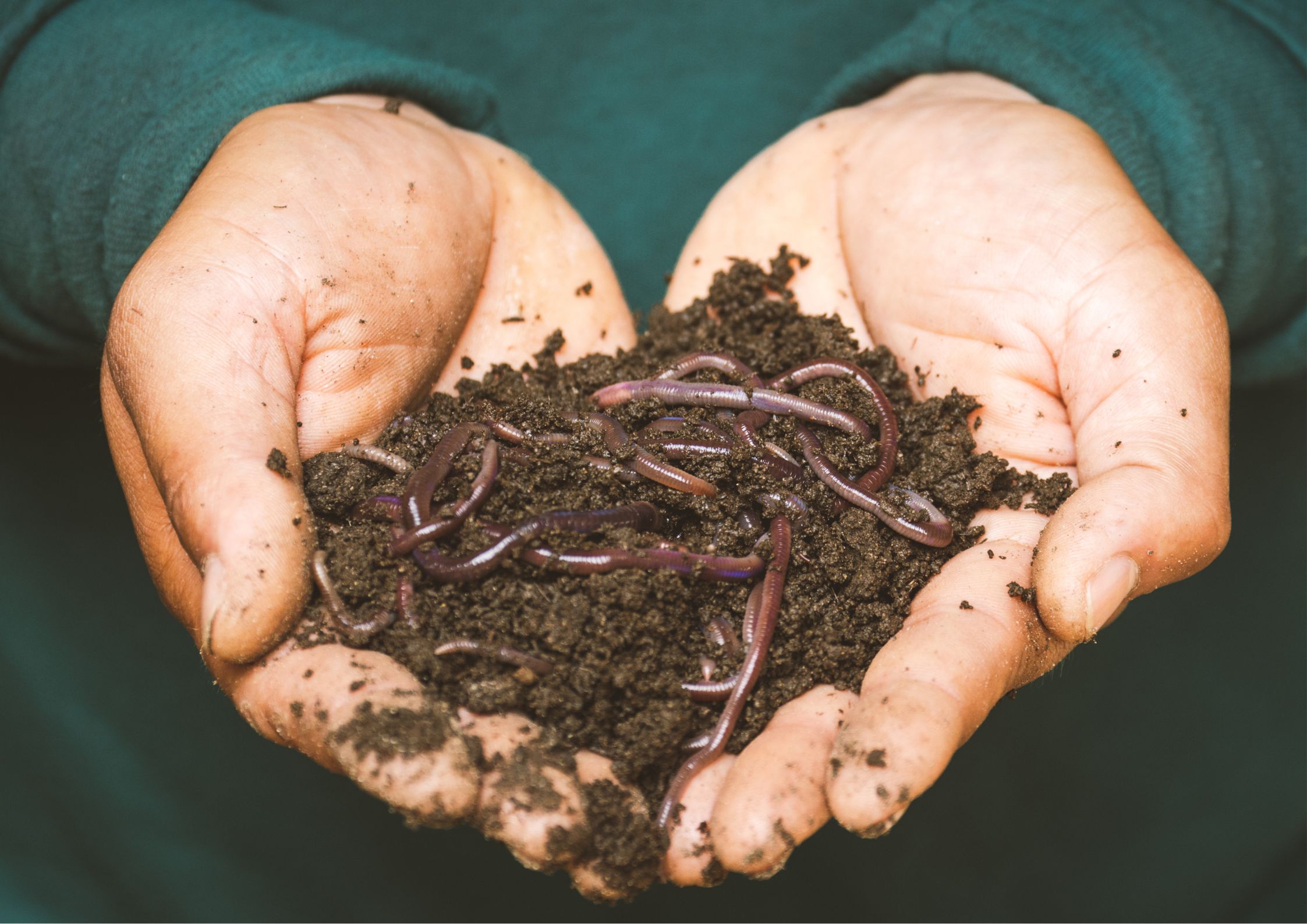 Plant care in Mediterranean winter
