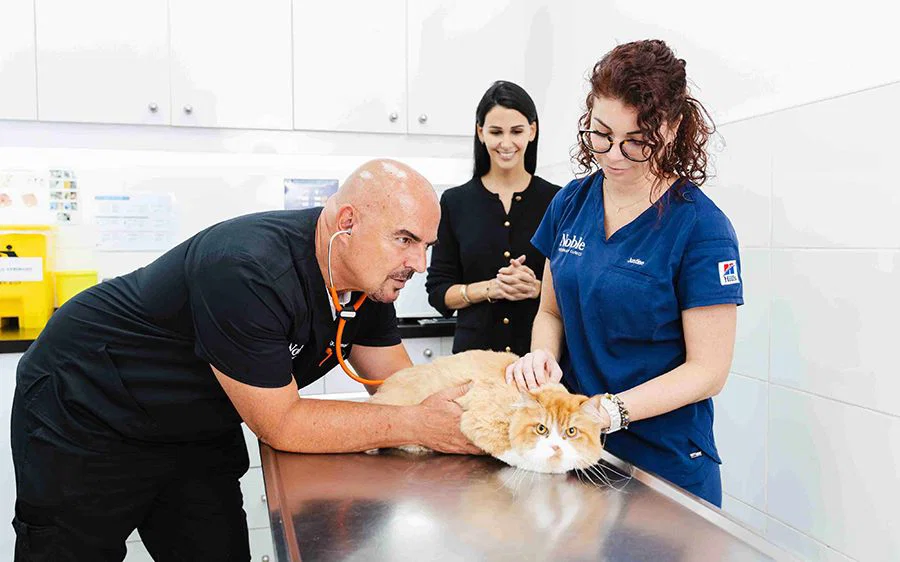 Two vets are examining a cat inside the clinic while the pet owner watches.