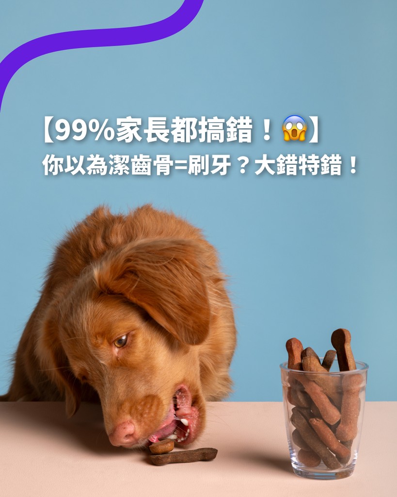 Pet Boo AI blog 