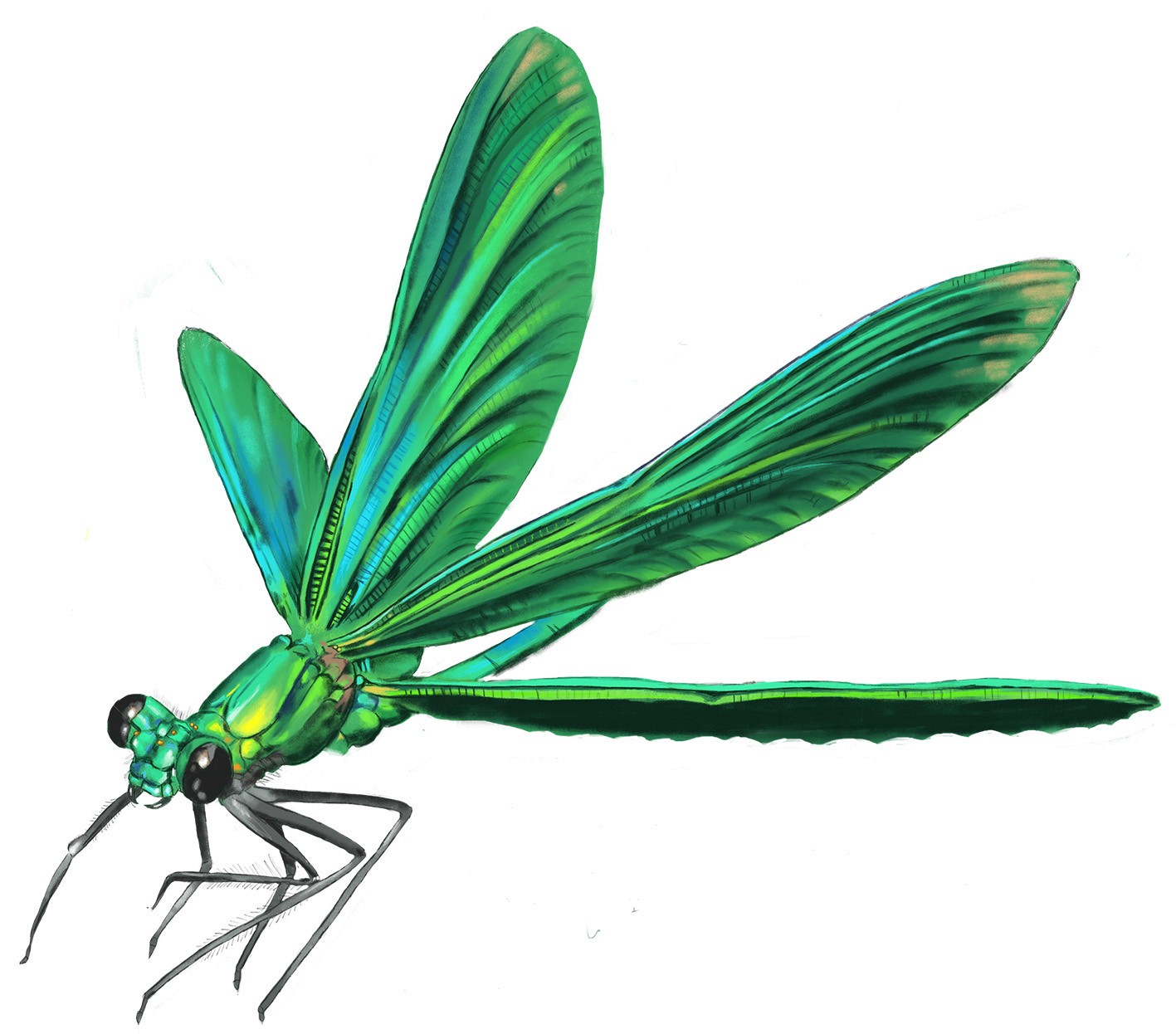 Eine schillernde Libelle in grün