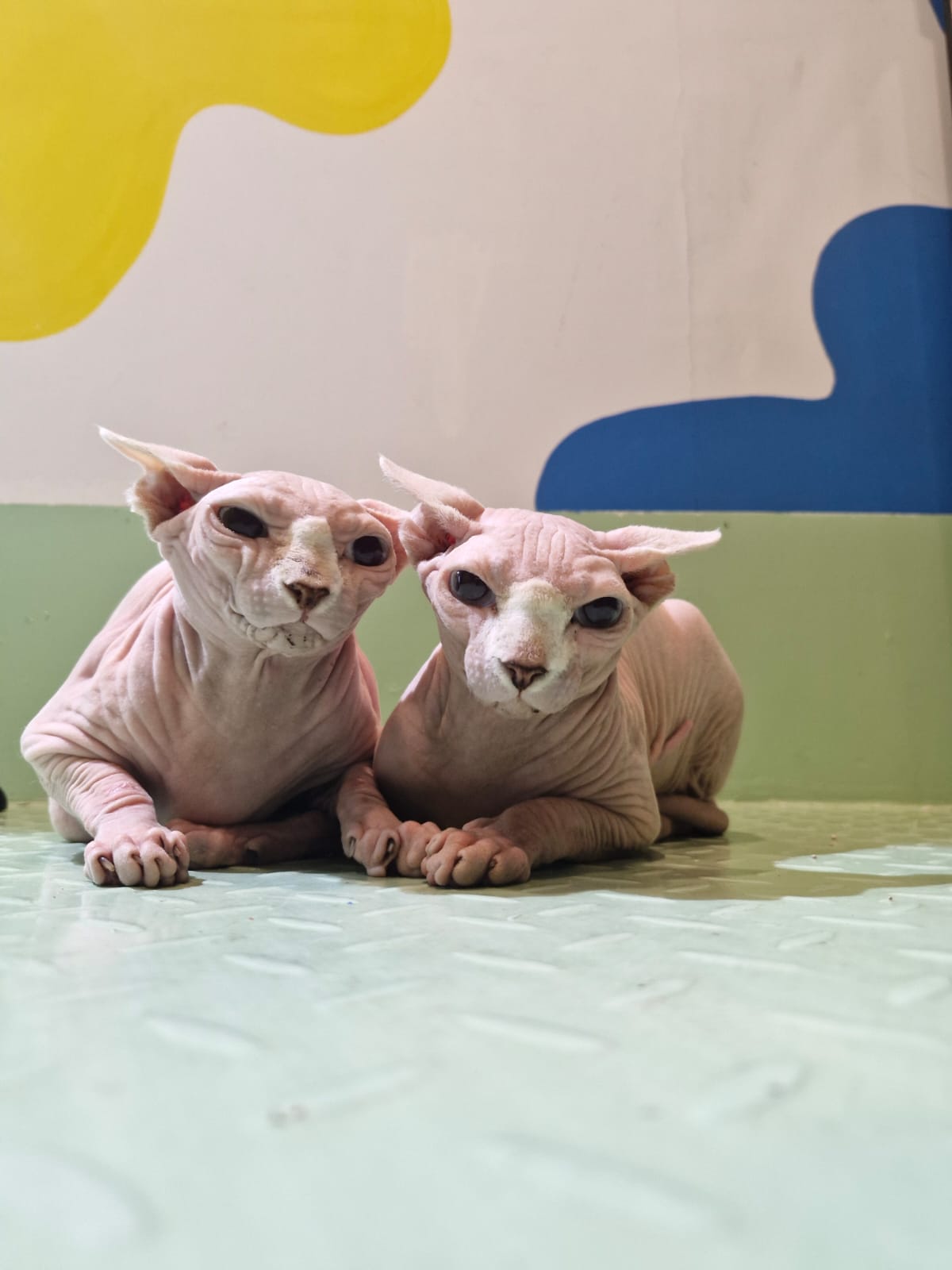Two calm sphynx cats sitting on the floor, resting peacefully after their neutering procedure.