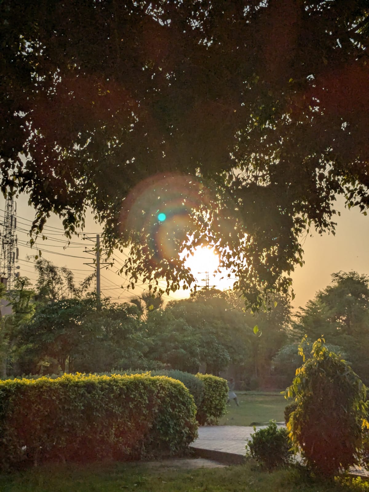 Vintage Car Under Palm Trees