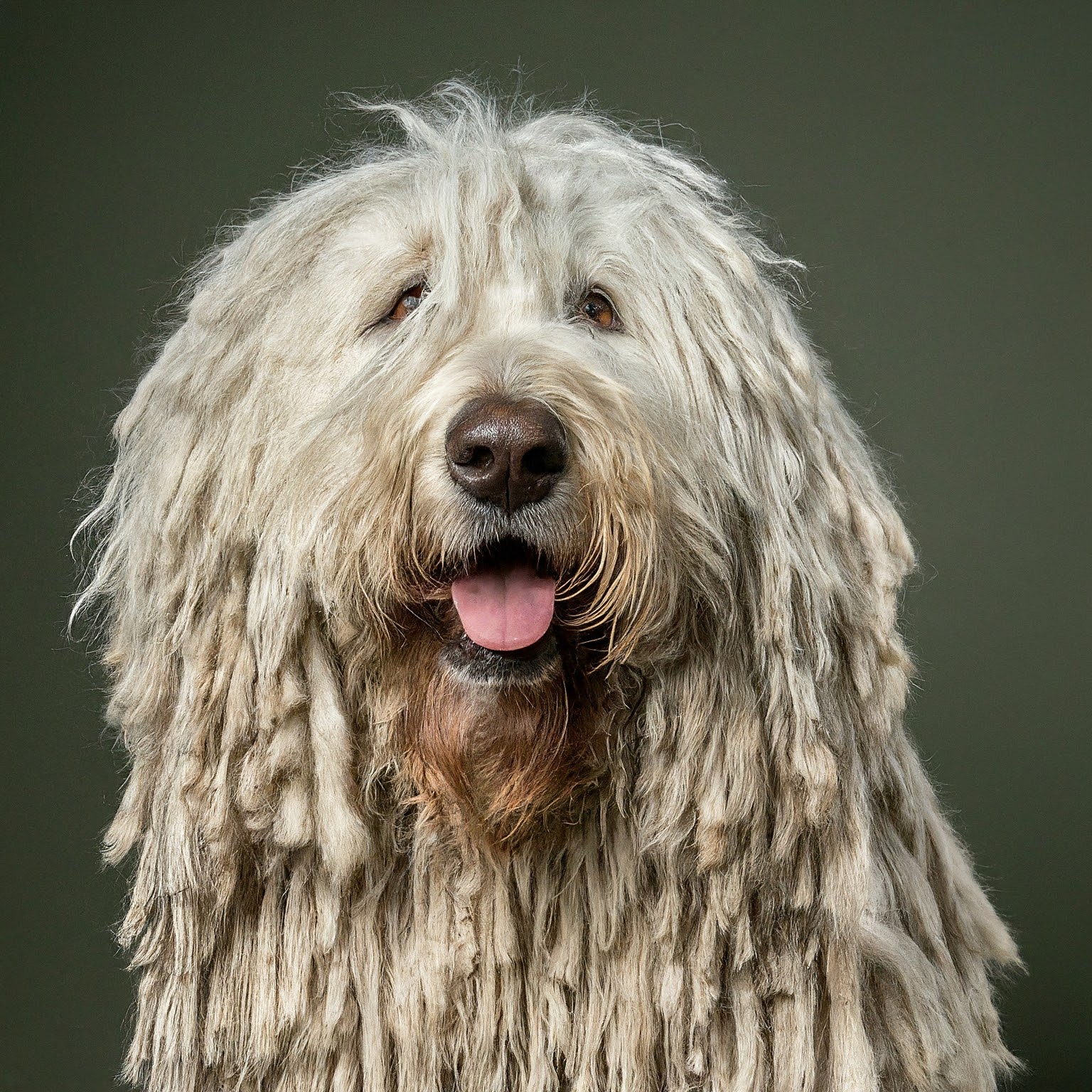 BUDDYUNO, Komondor